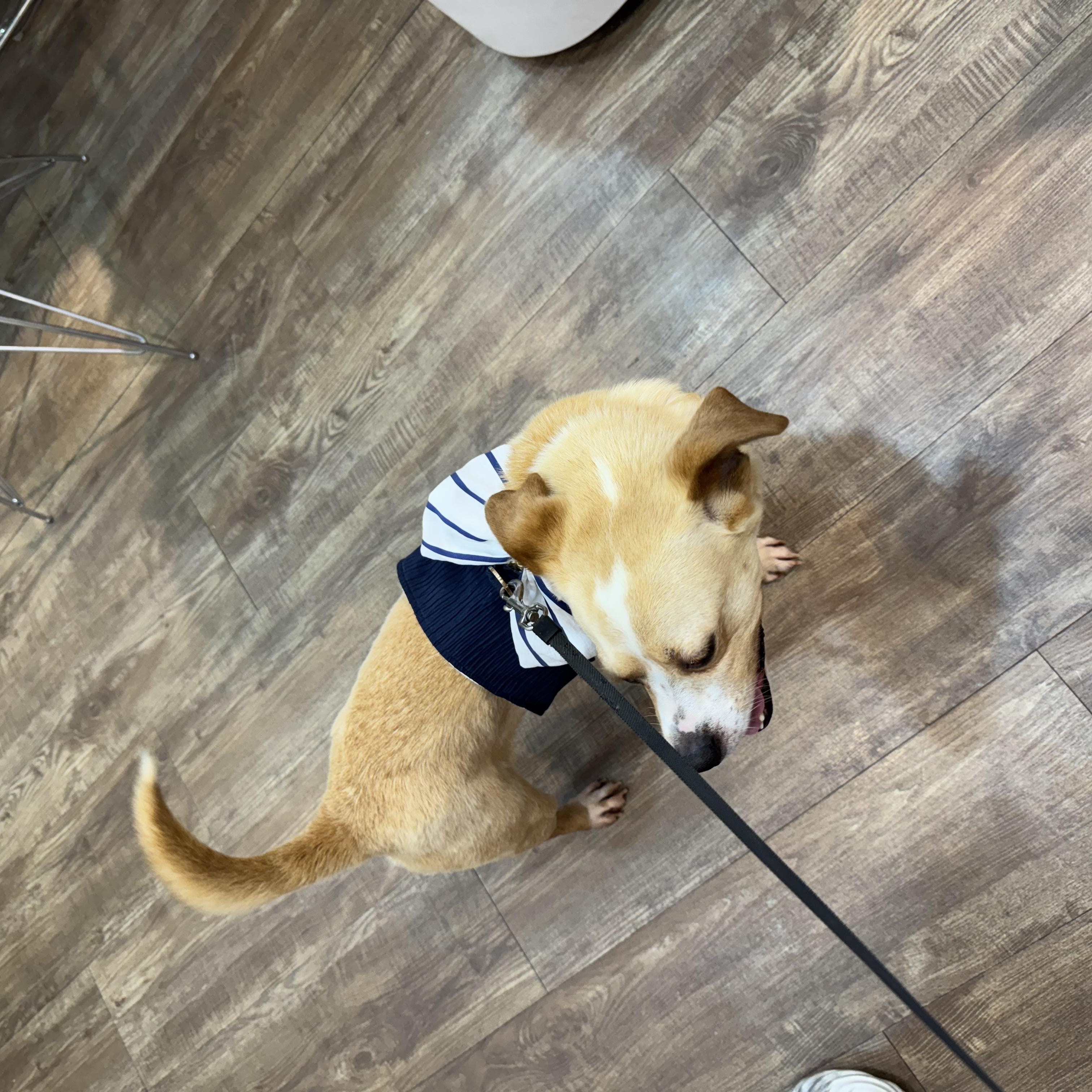 Enlarge BENJI, a Adoptable mixed breed in Centreville, VA image 3/6