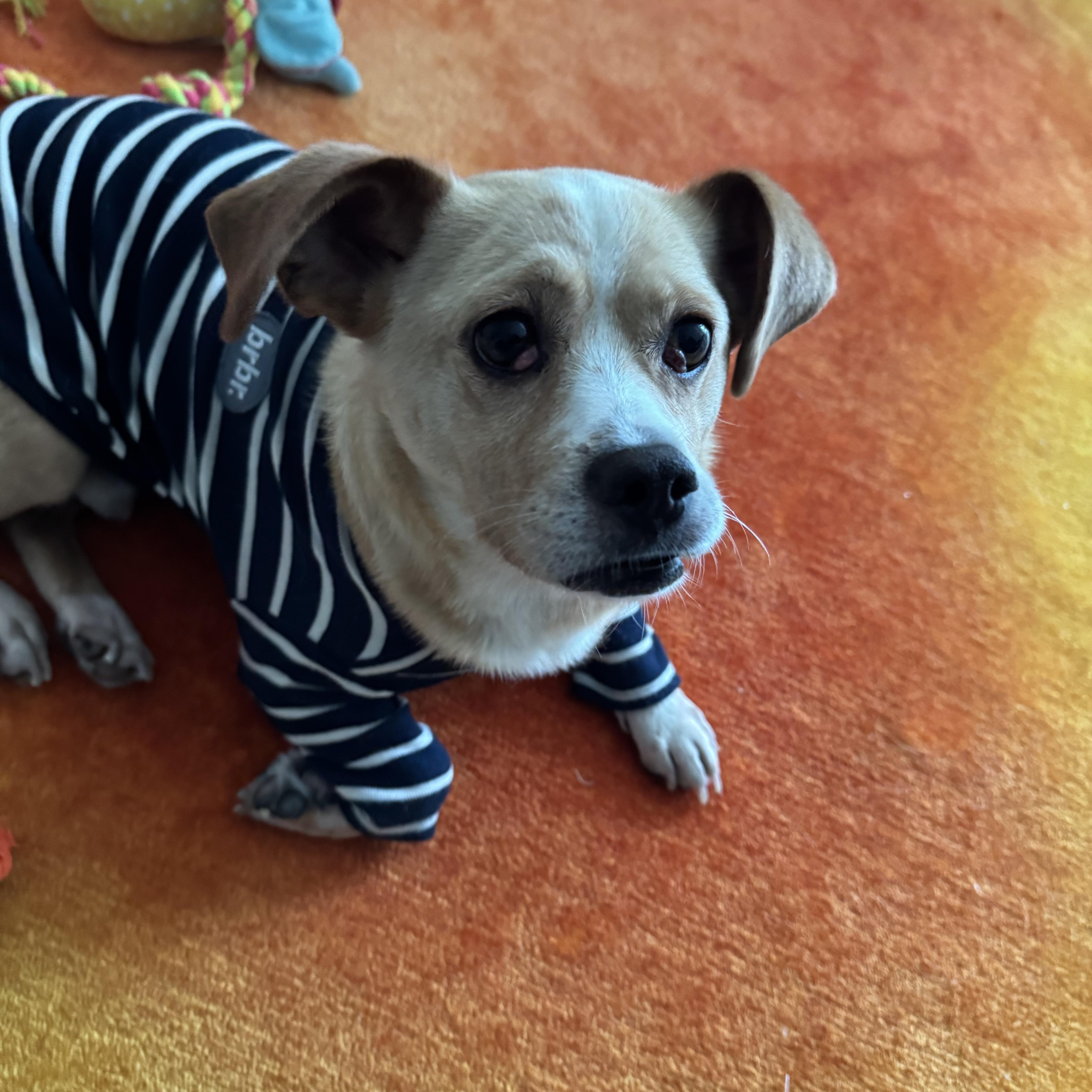 Enlarge BENJI, a Adoptable mixed breed in Centreville, VA image 5/6