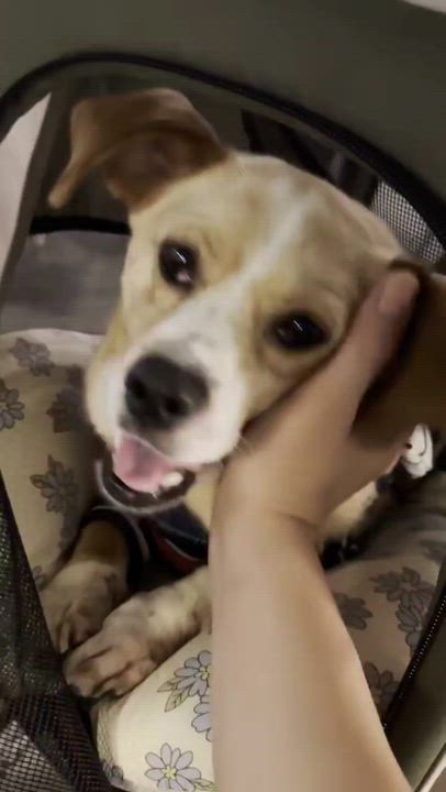 Enlarge BENJI, a Adoptable mixed breed in Centreville, VA video 6/6