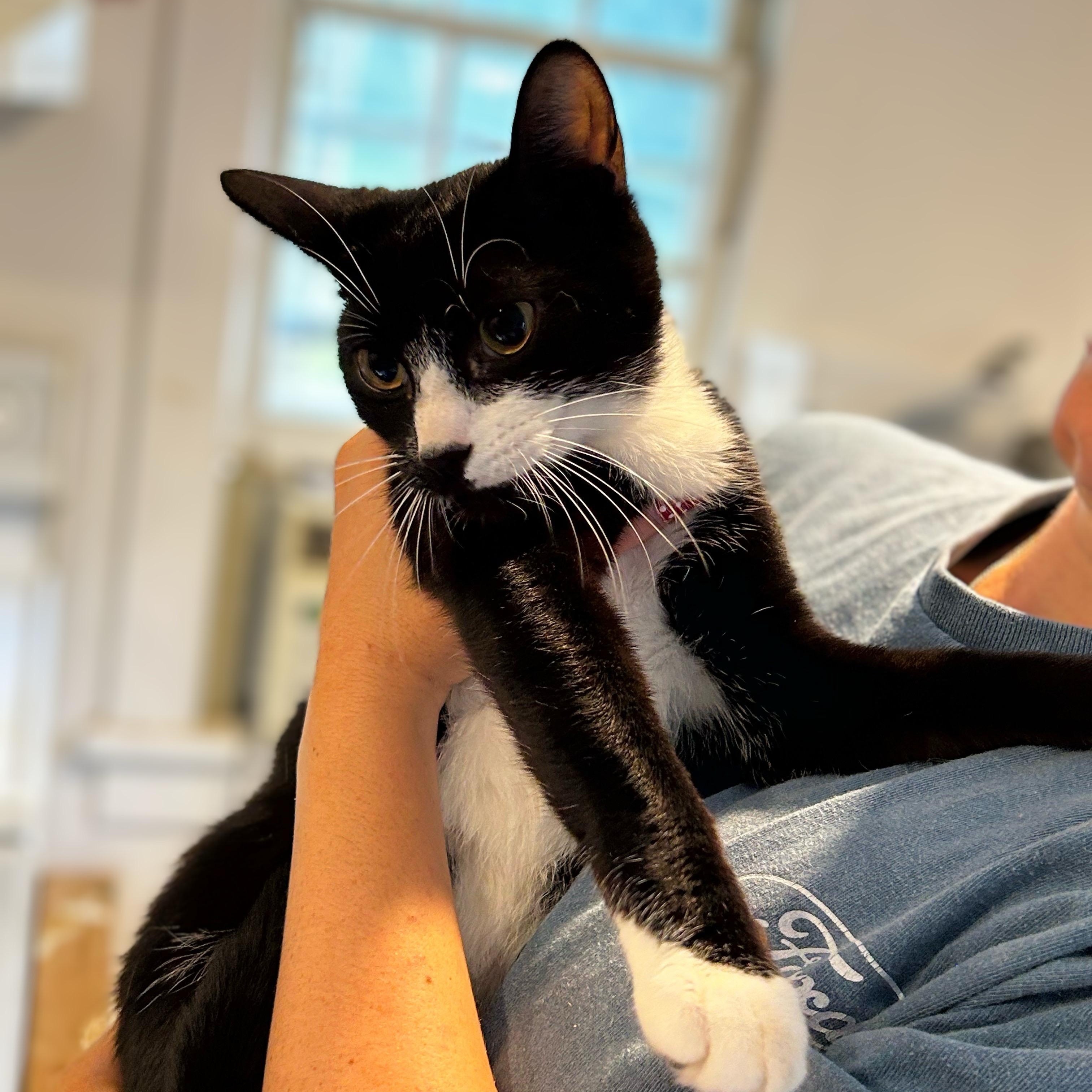 Enlarge Tazani, a ADOPTABLE Domestic Short Hair in Norwalk, CT image 2/2