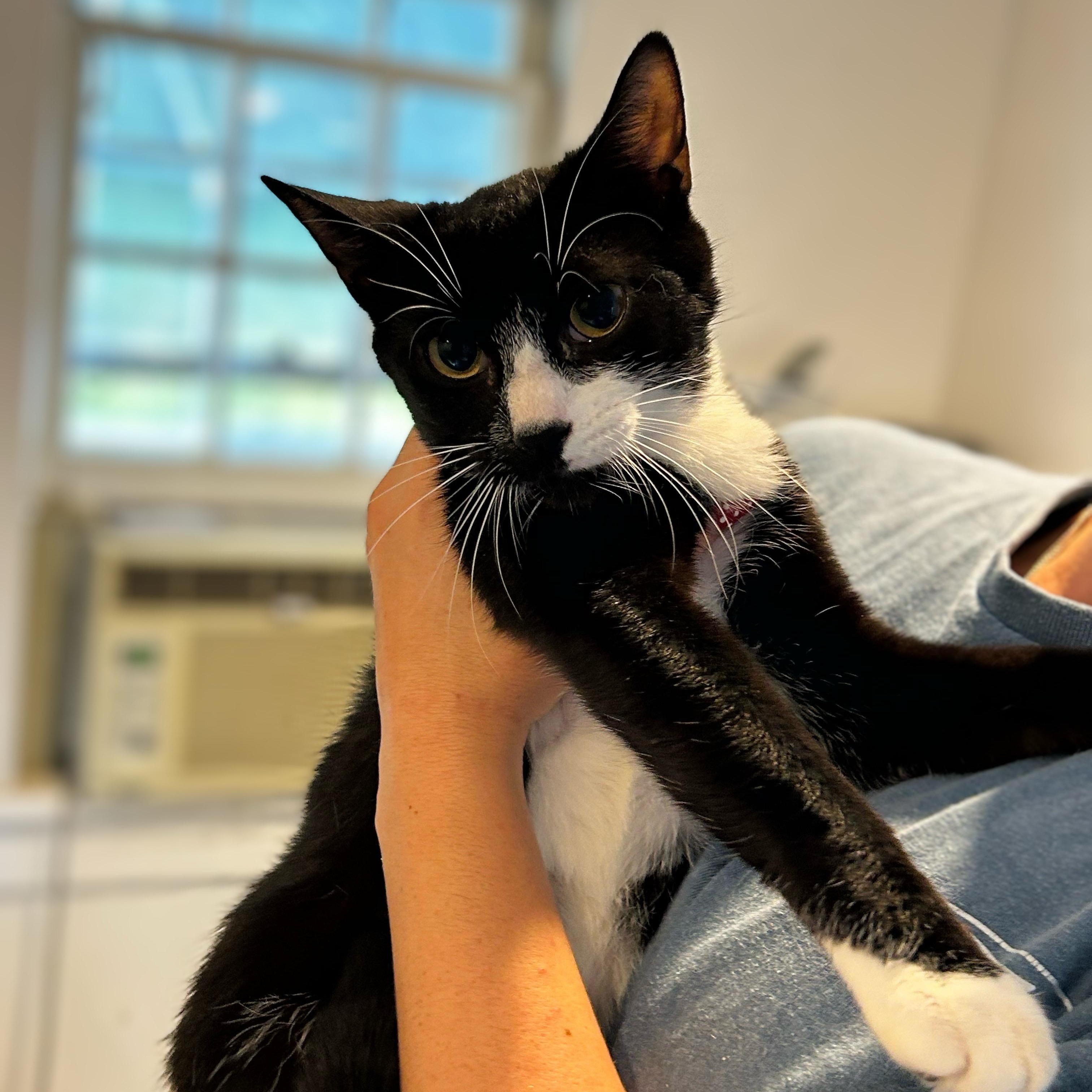 Tazani, ADOPTABLE, Young Female Domestic Short Hair.