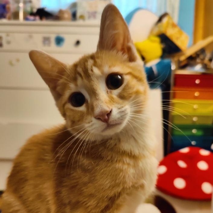 Shortbread, an adopted mixed breed in South Park, PA image 1/3