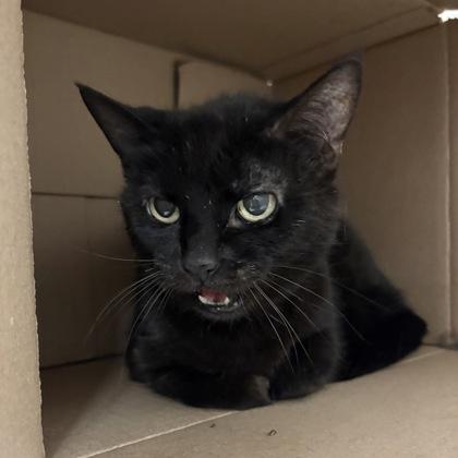 Kara, an adopted Domestic Short Hair in Hilliard, OH image 2/2