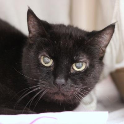 Kara, an adopted Domestic Short Hair in Hilliard, OH image 1/2