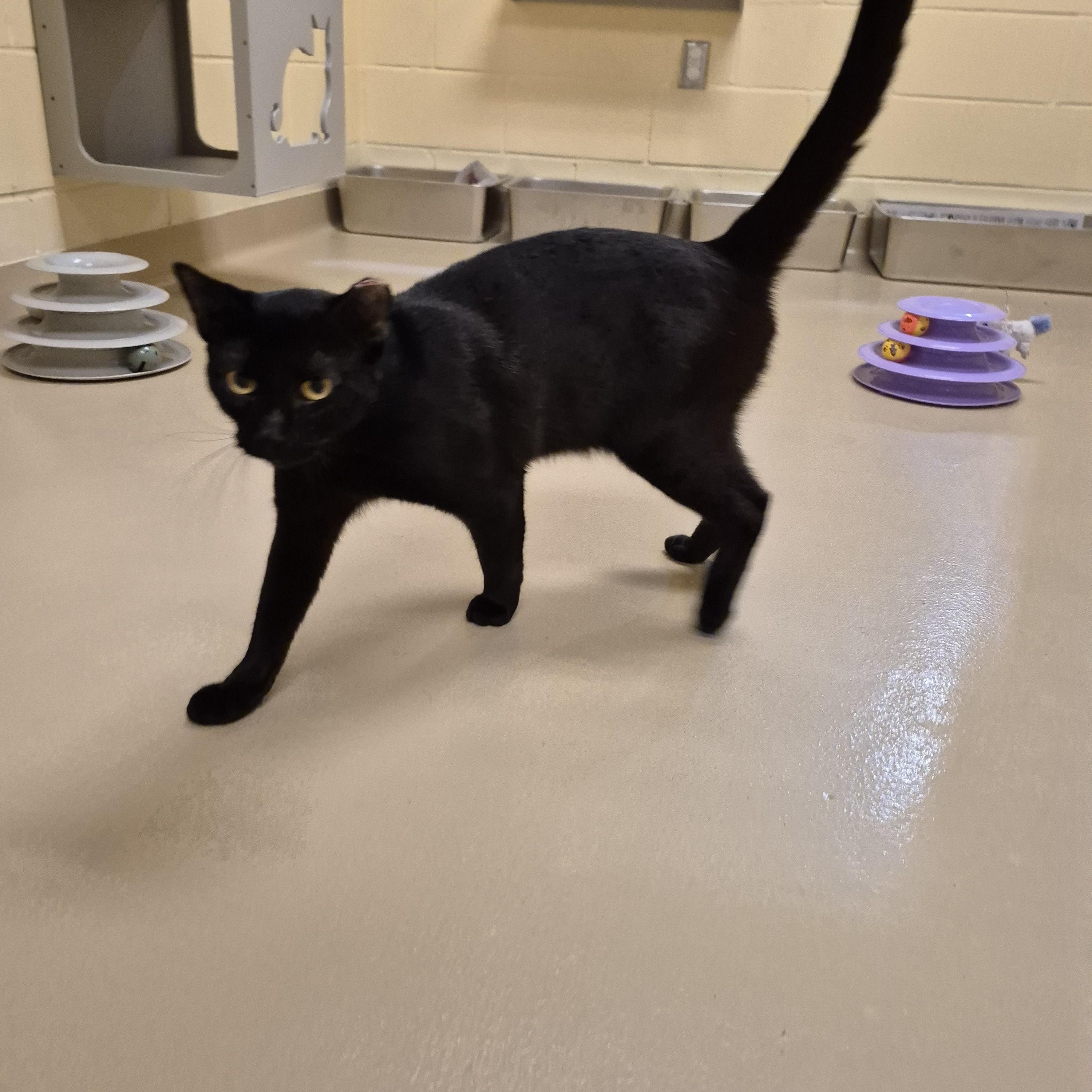 Enlarge Zev, an adopted Domestic Short Hair in Schertz, TX image 5/5