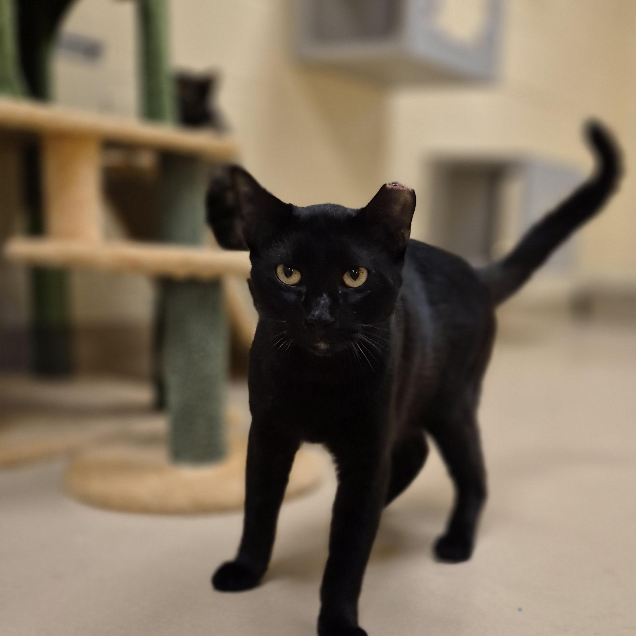 Enlarge Zev, an adopted Domestic Short Hair in Schertz, TX image 2/5