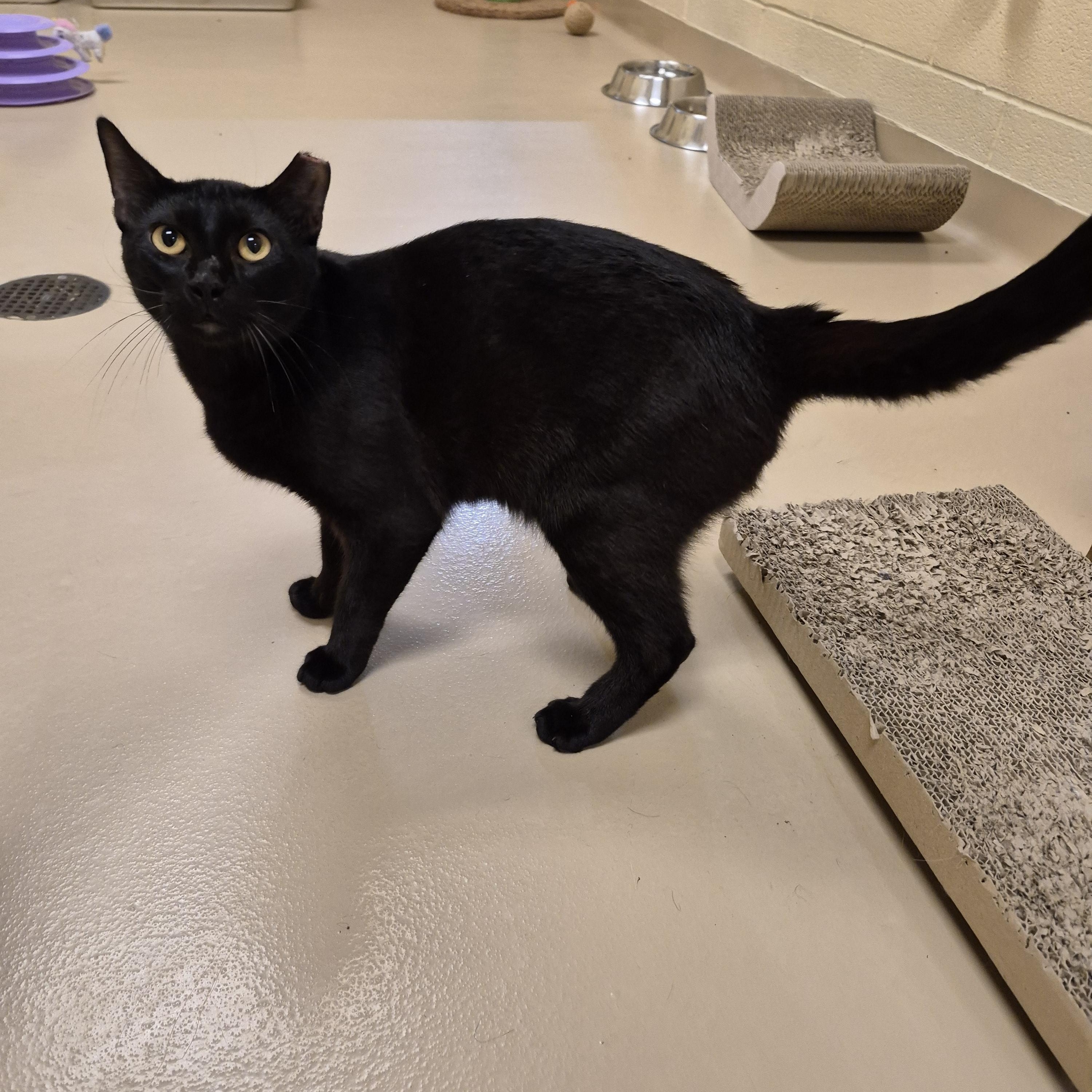 Enlarge Zev, an adopted Domestic Short Hair in Schertz, TX image 4/5
