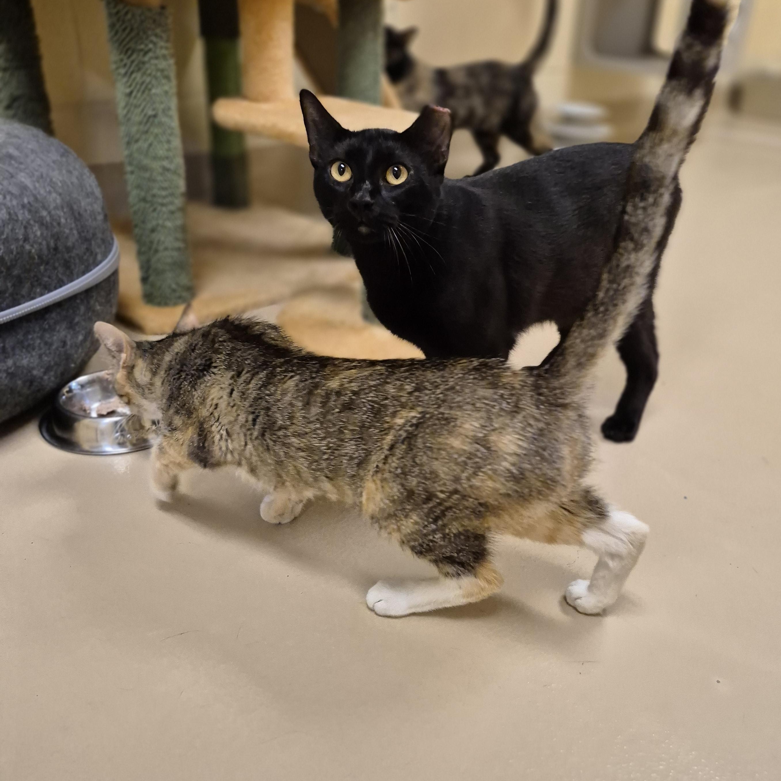 Enlarge Zev, an adopted Domestic Short Hair in Schertz, TX image 1/5