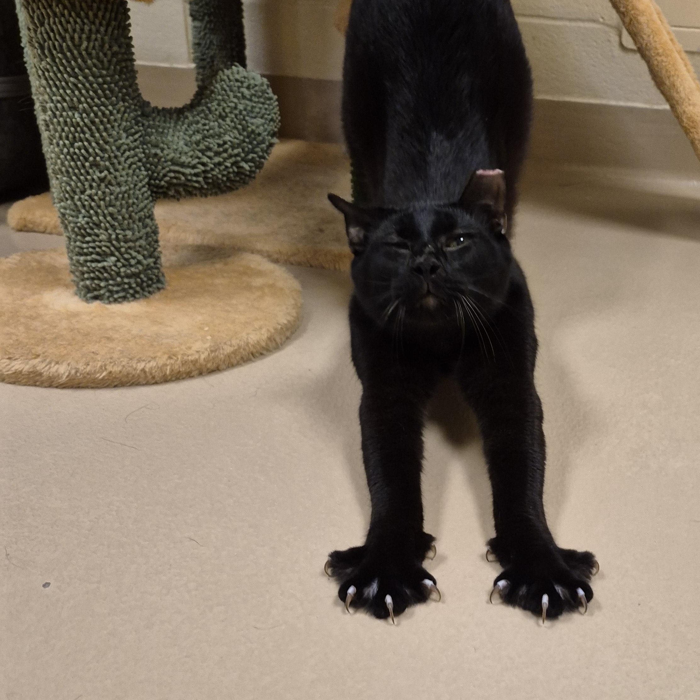 Enlarge Zev, an adopted Domestic Short Hair in Schertz, TX image 3/5