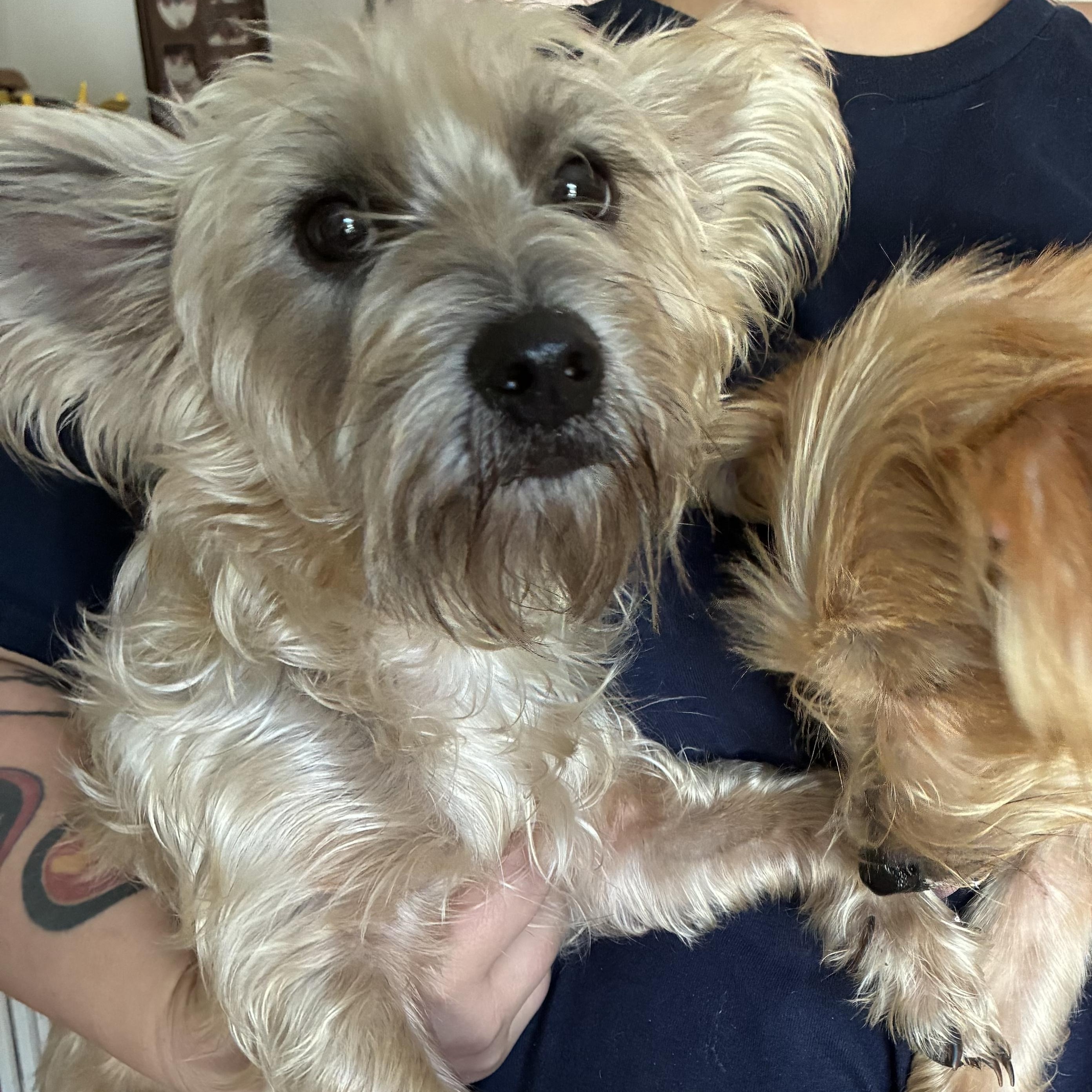 Enlarge Milo & Otis (BONDED), an adopted mixed breed in Port Saint Lucie, FL image 2/3