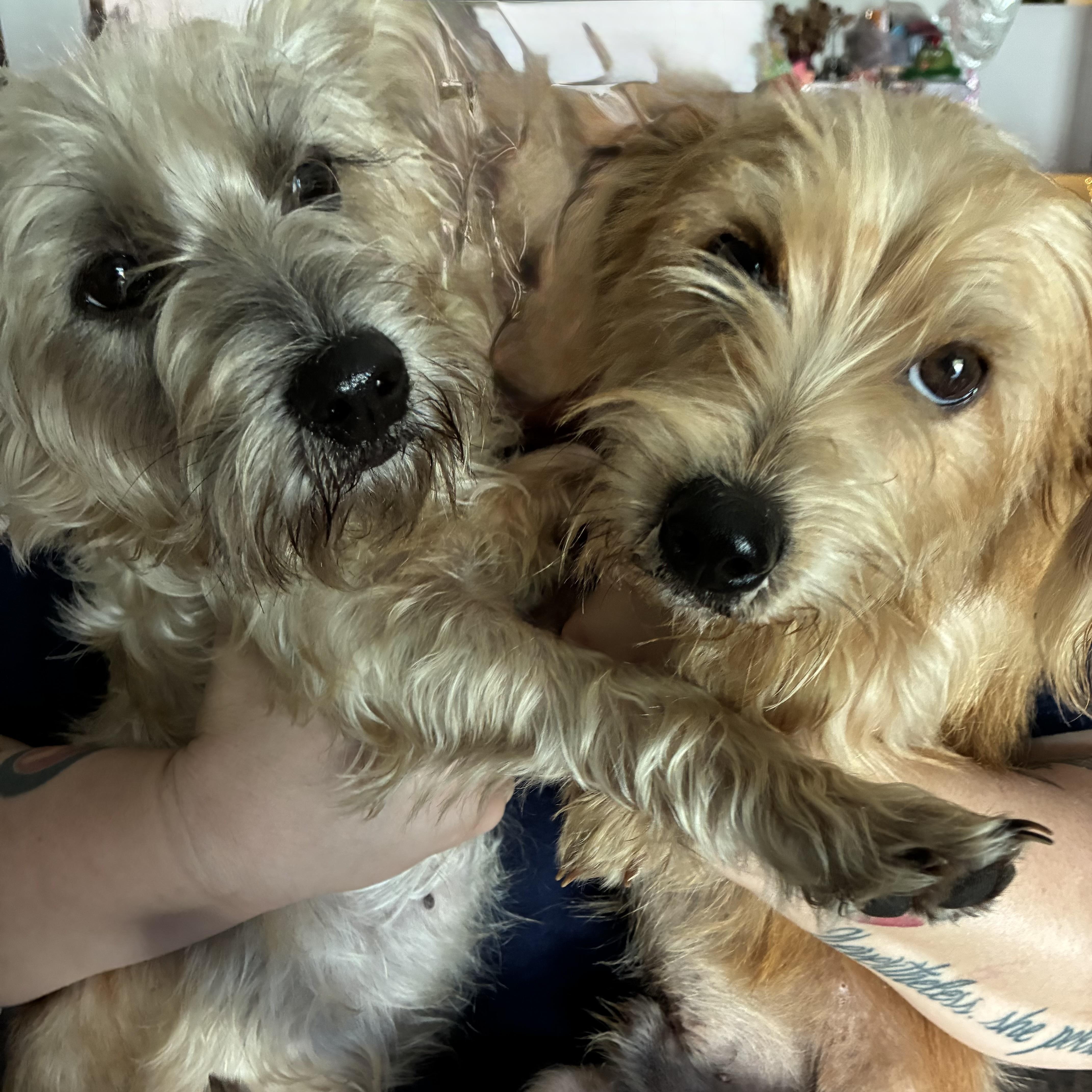 Enlarge Milo & Otis (BONDED), an adopted mixed breed in Port Saint Lucie, FL image 1/3