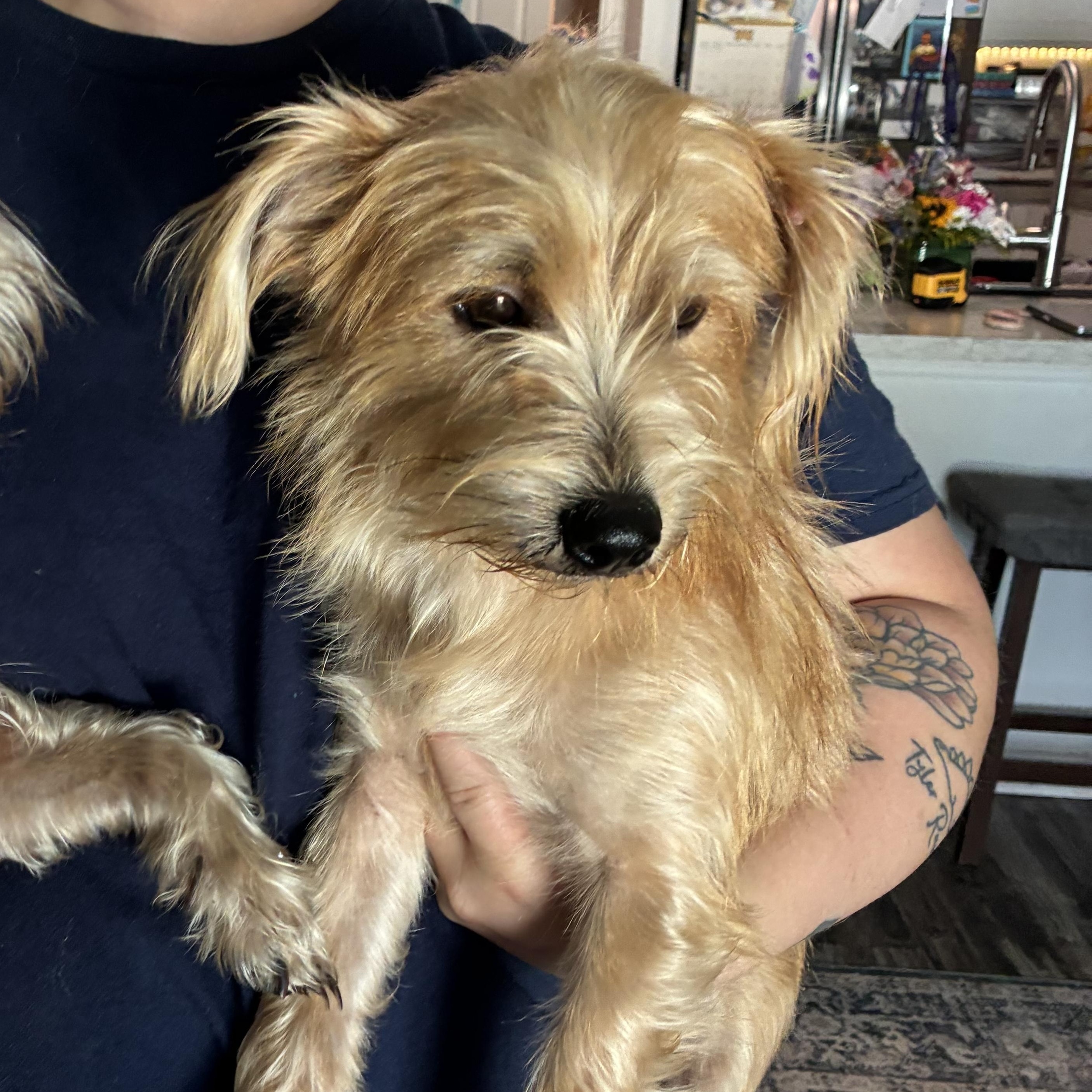 Enlarge Milo & Otis (BONDED), an adopted mixed breed in Port Saint Lucie, FL image 3/3