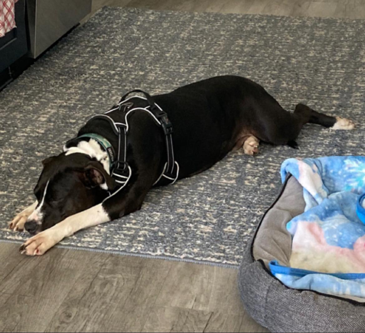 Sweetpea thumbnail 2