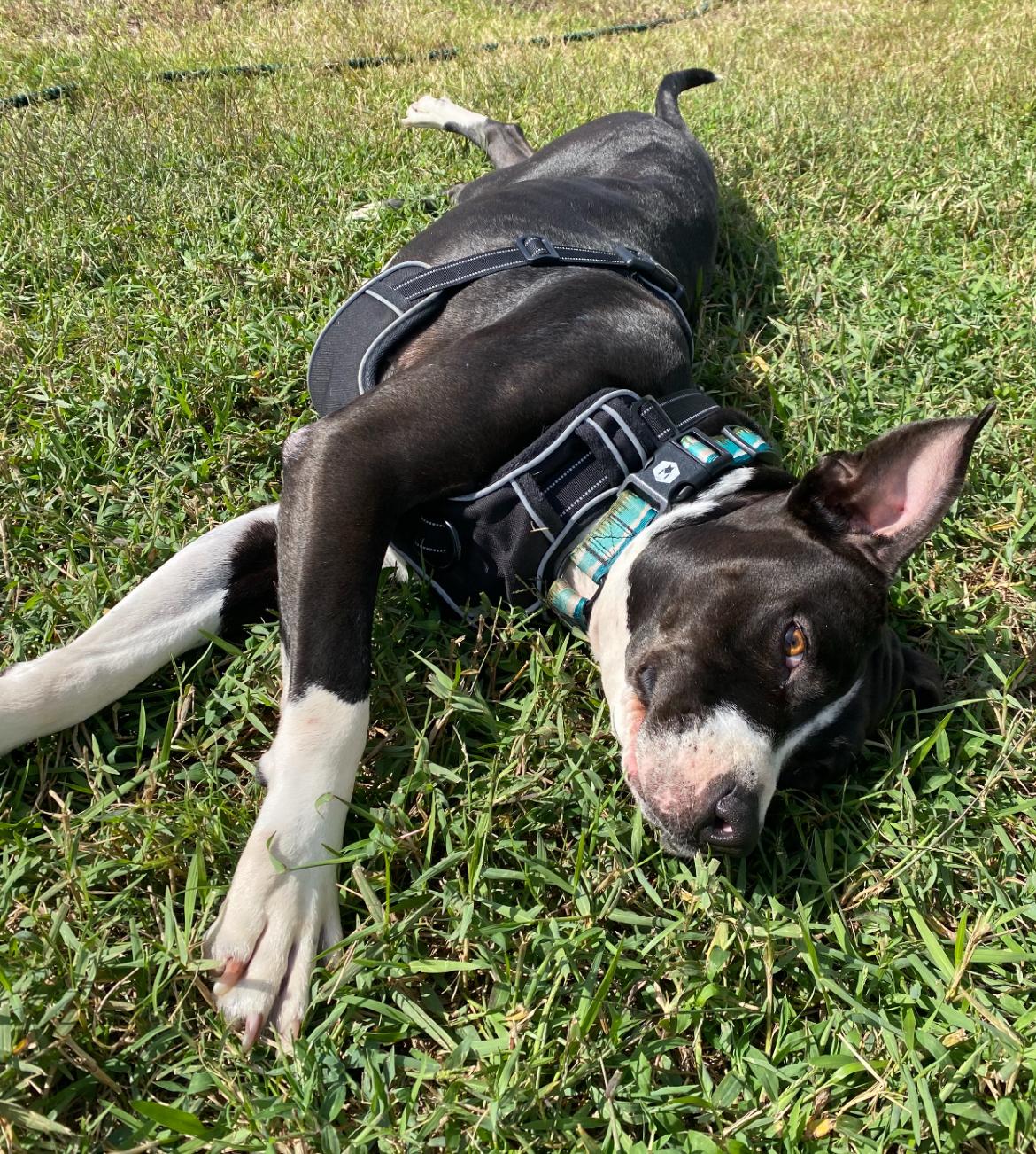 Sweetpea thumbnail 4