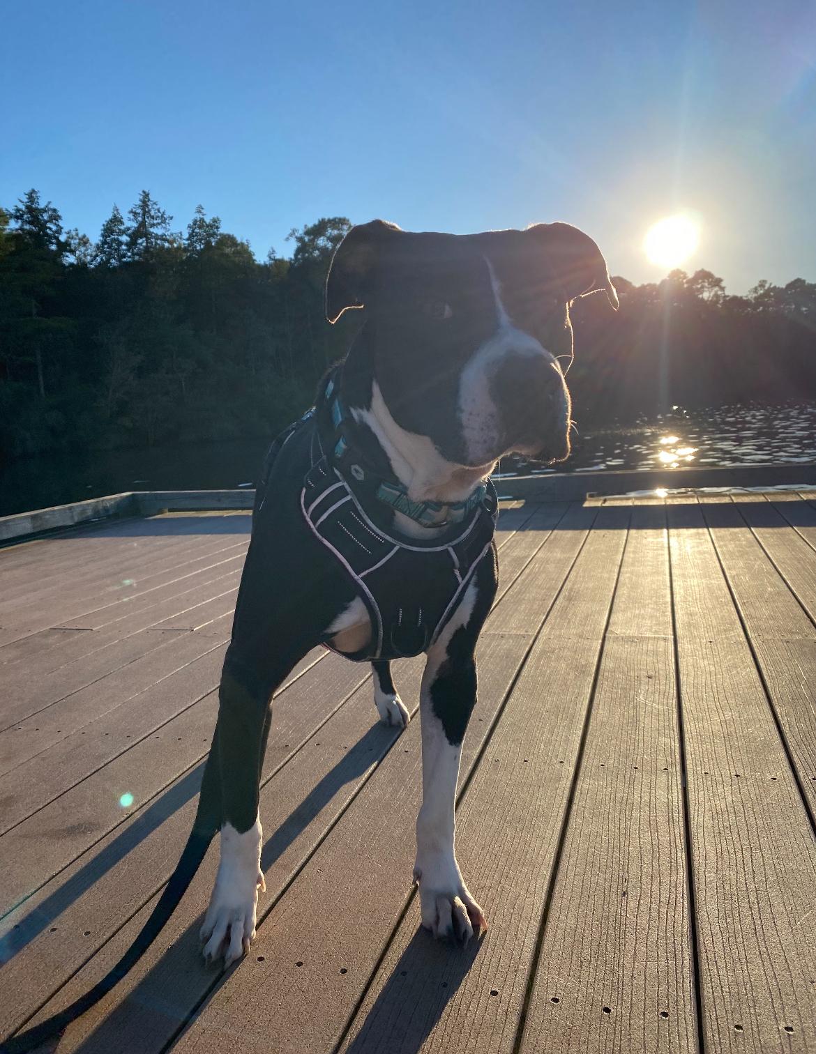 Sweetpea thumbnail 3