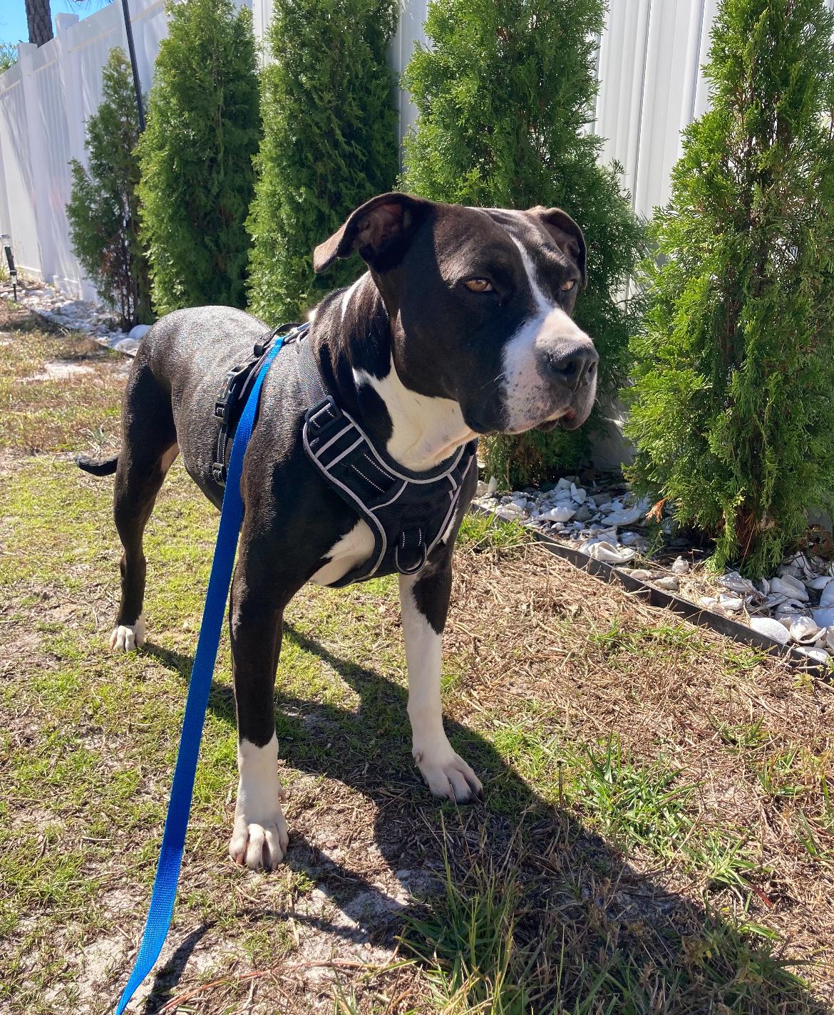 Sweetpea thumbnail 5