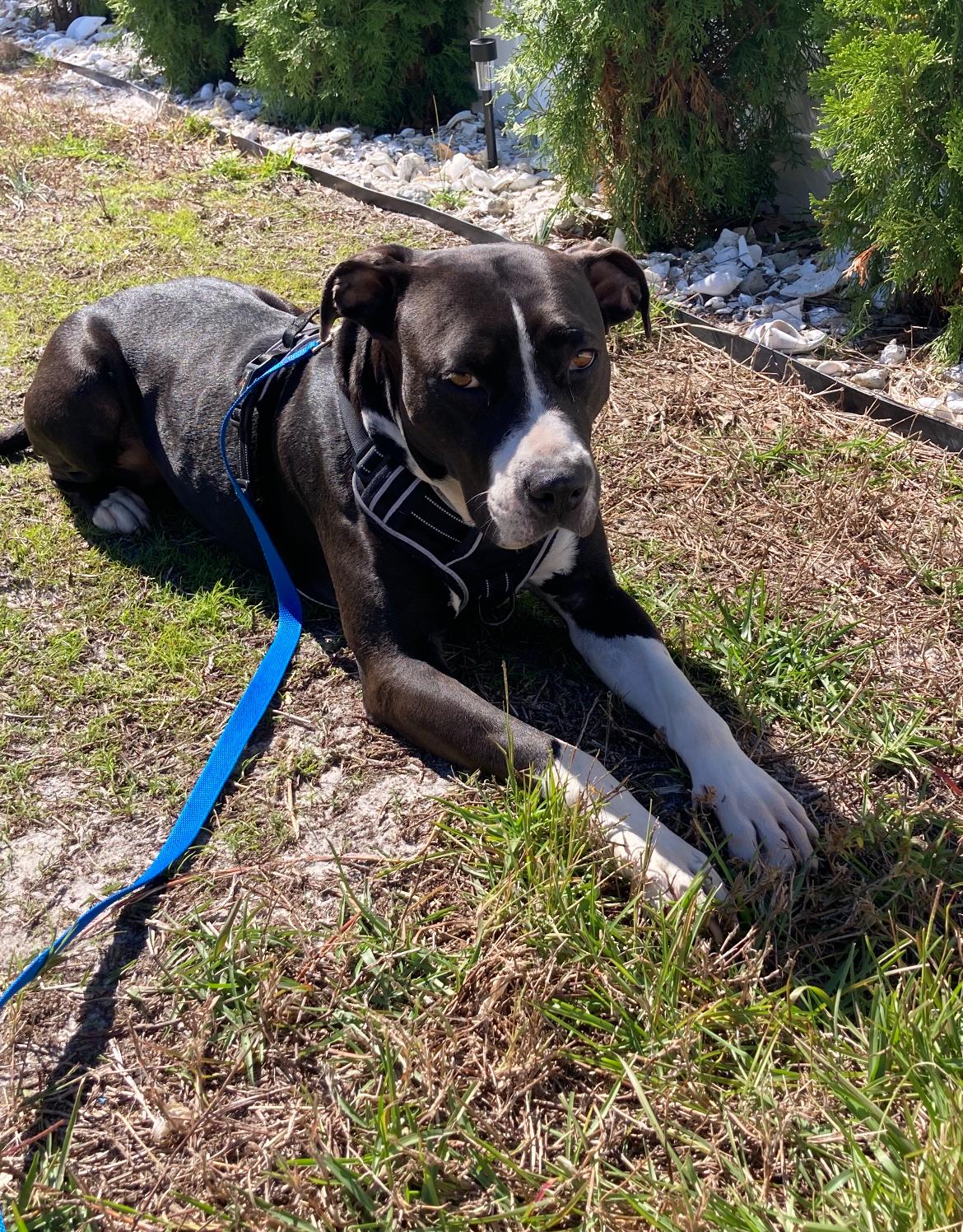 Sweetpea thumbnail 6