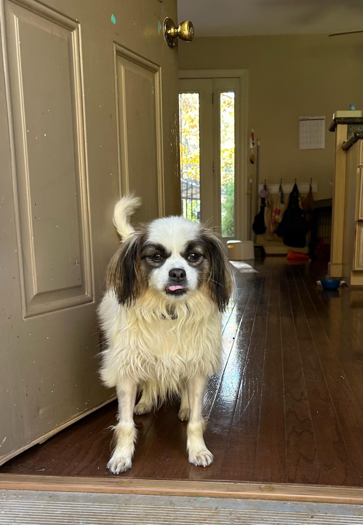 Enlarge Bucky, a Adoptable Cavalier King Charles Spaniel in Greenville, SC image 2/3