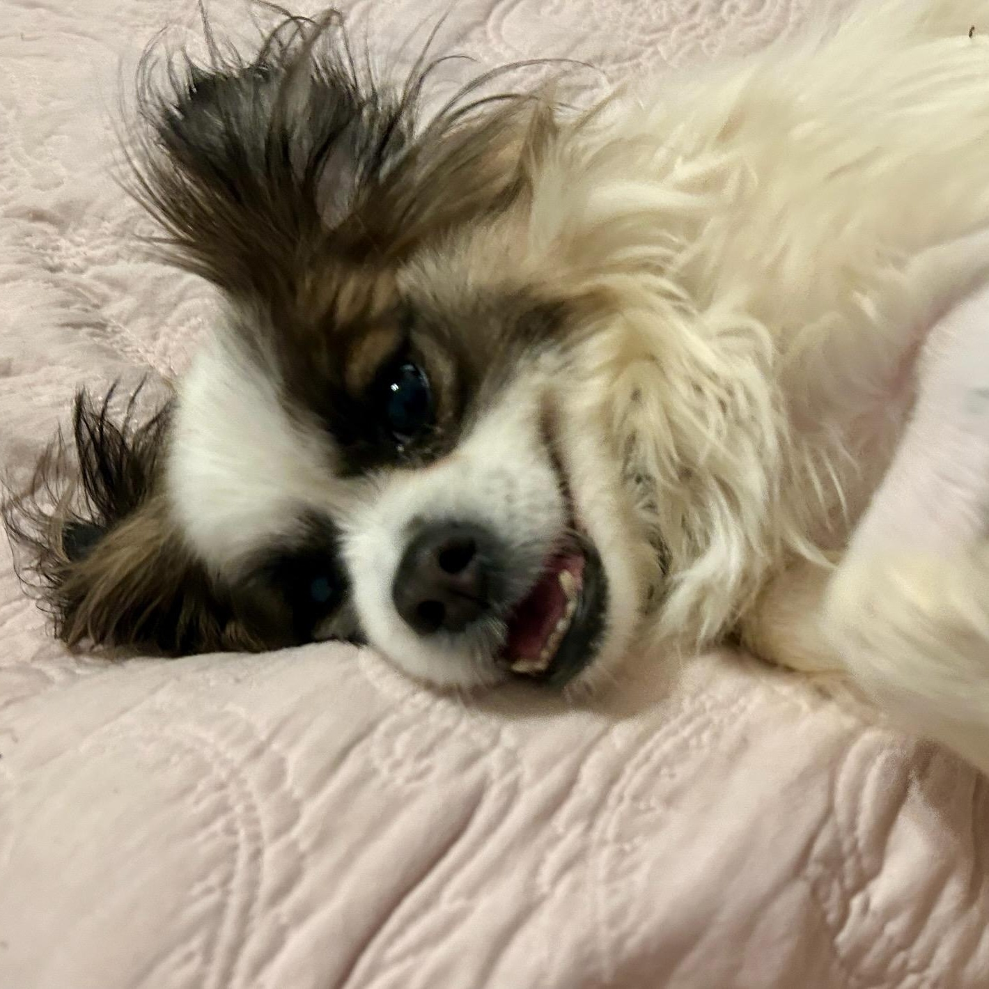 Enlarge Bucky, a Adoptable Cavalier King Charles Spaniel in Greenville, SC image 1/3