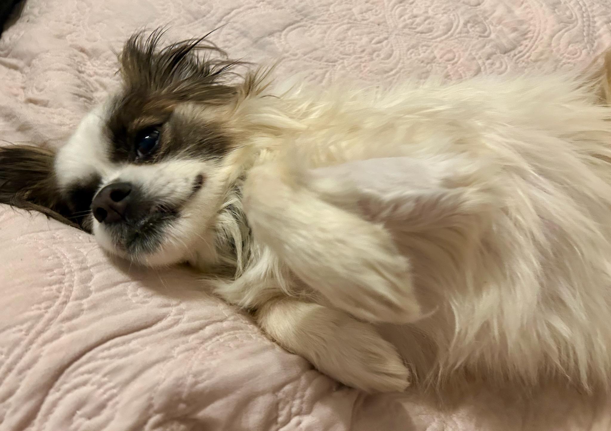 Enlarge Bucky, a Adoptable Cavalier King Charles Spaniel in Greenville, SC image 3/3