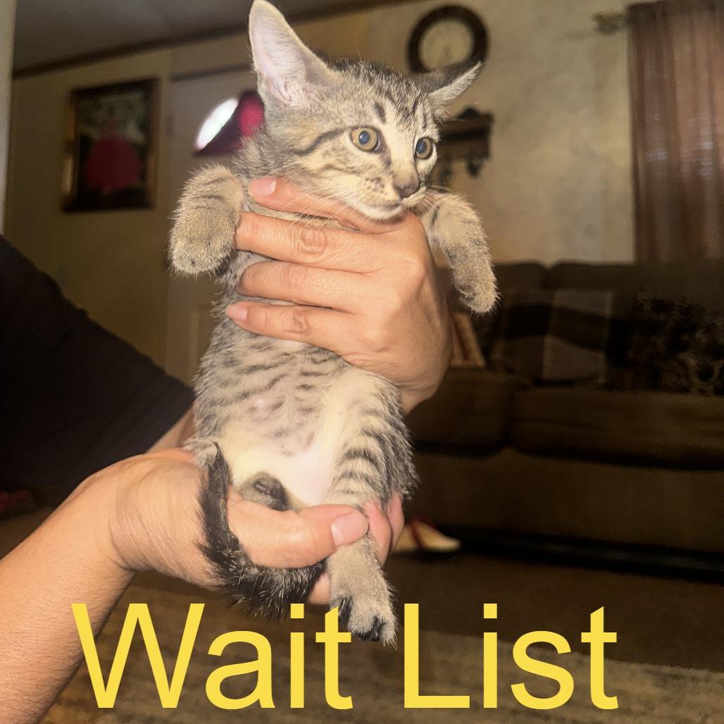Daphne, Adoptable, Kitten Female Domestic Short Hair.