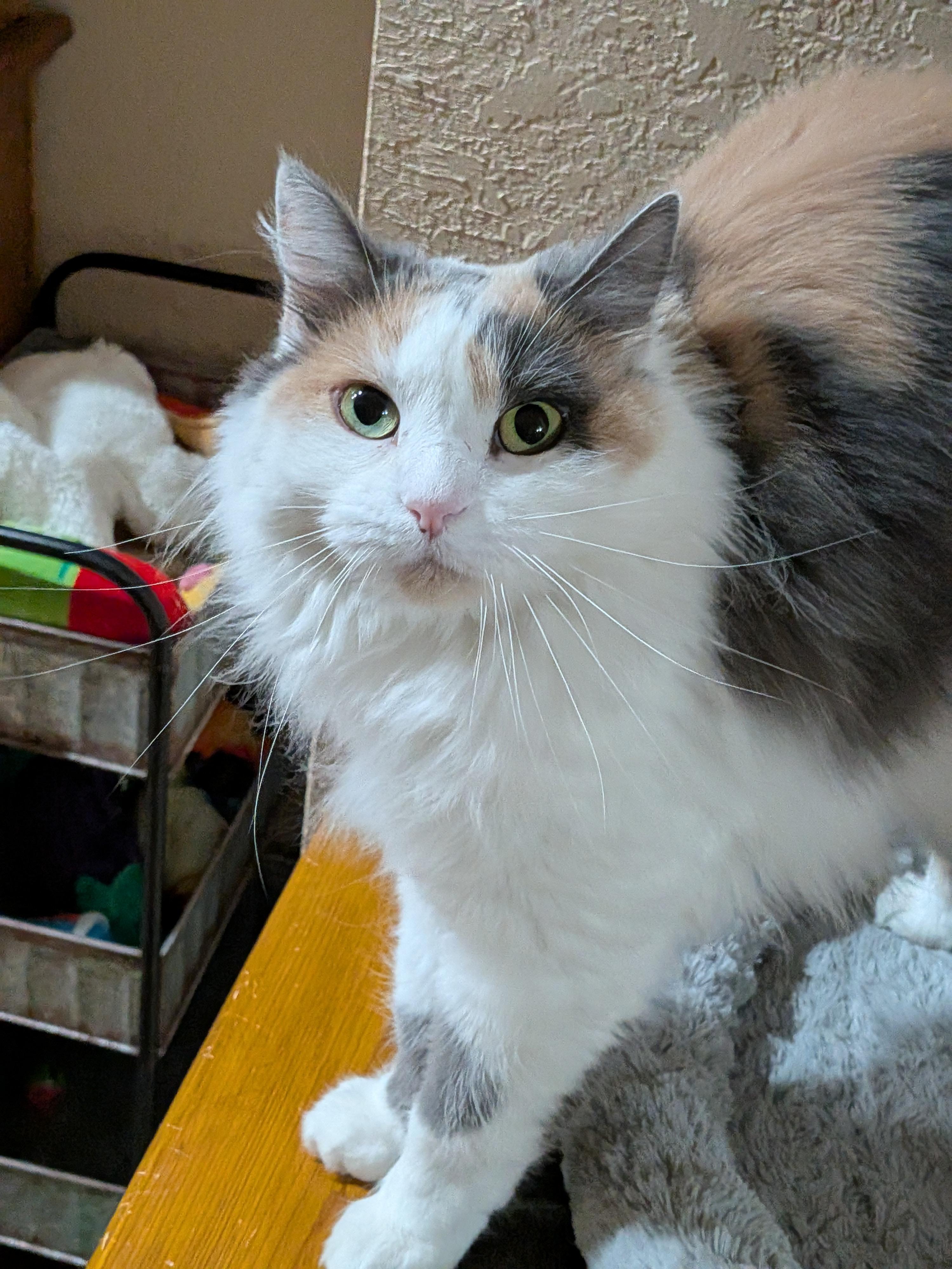 Enlarge Doti, a ADOPTABLE Domestic Long Hair in Sonoita, AZ image 2/3