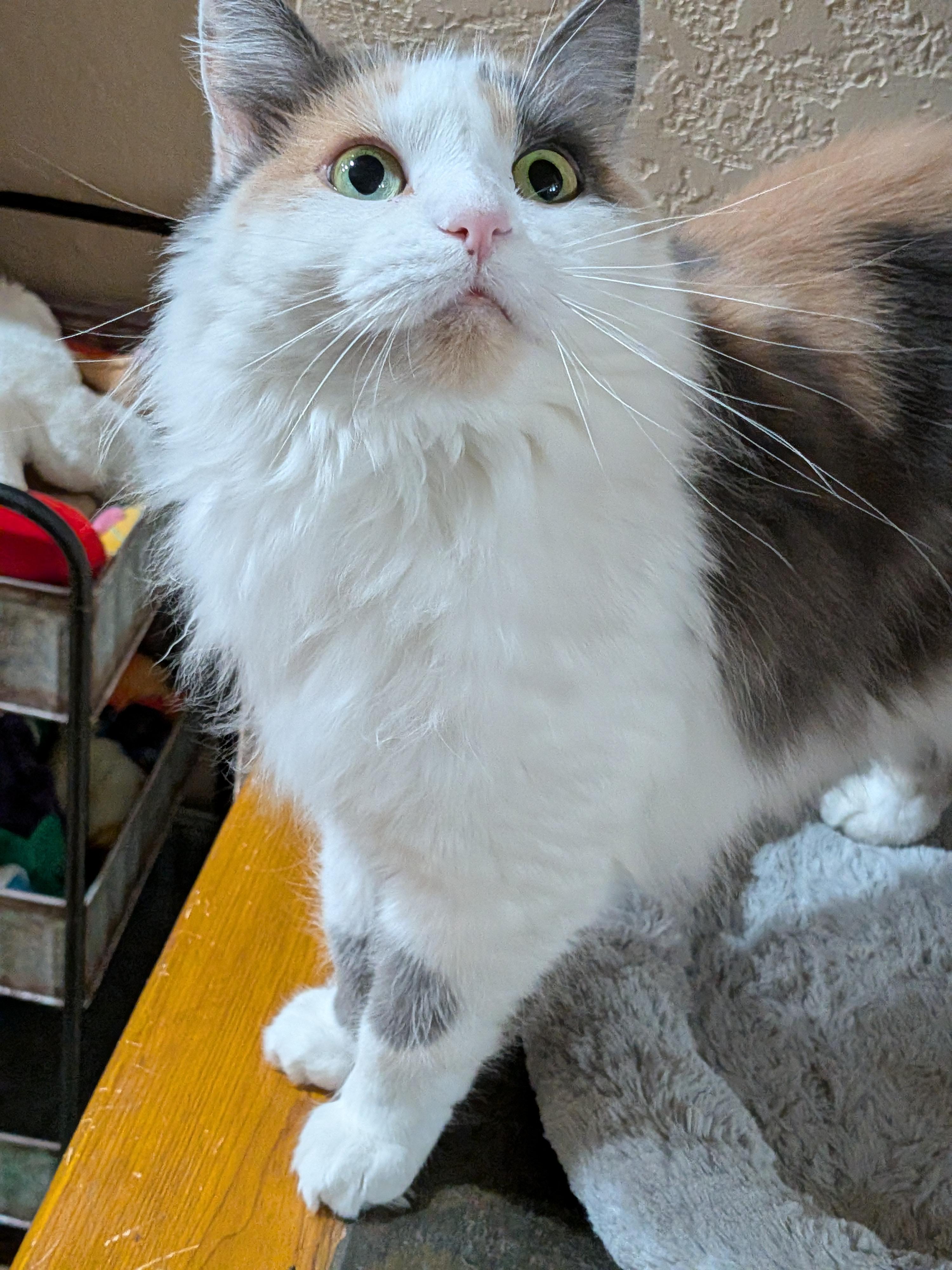 Doti, ADOPTABLE, Adult Female Domestic Long Hair.