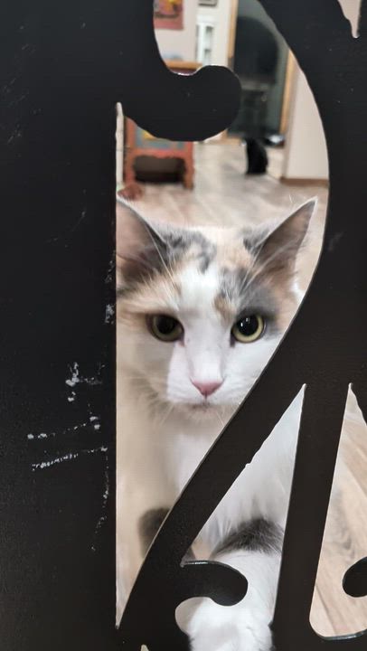 Enlarge Doti, a ADOPTABLE Domestic Long Hair in Sonoita, AZ video 3/3