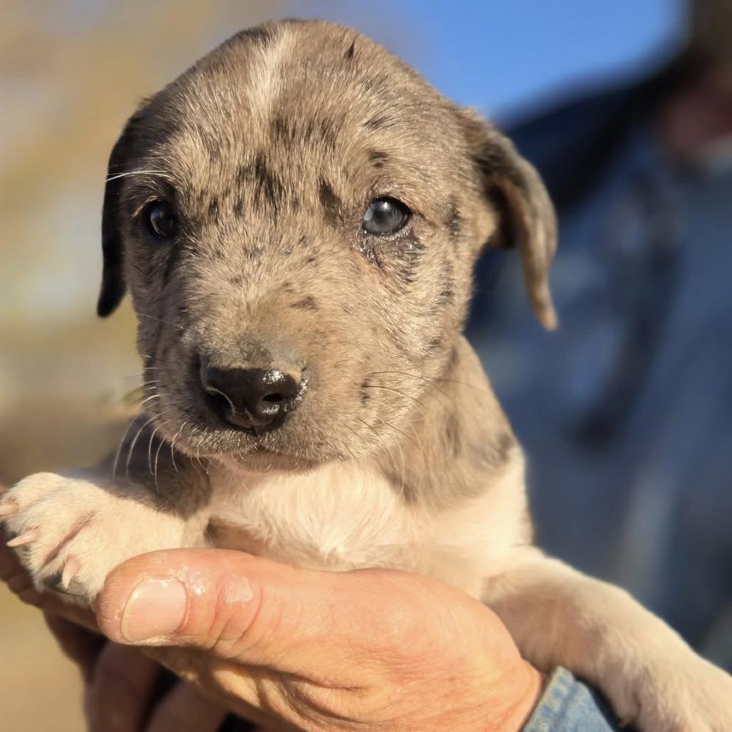 Waylon $475, a Adoptable mixed breed in Milwaukee, WI image 1/6