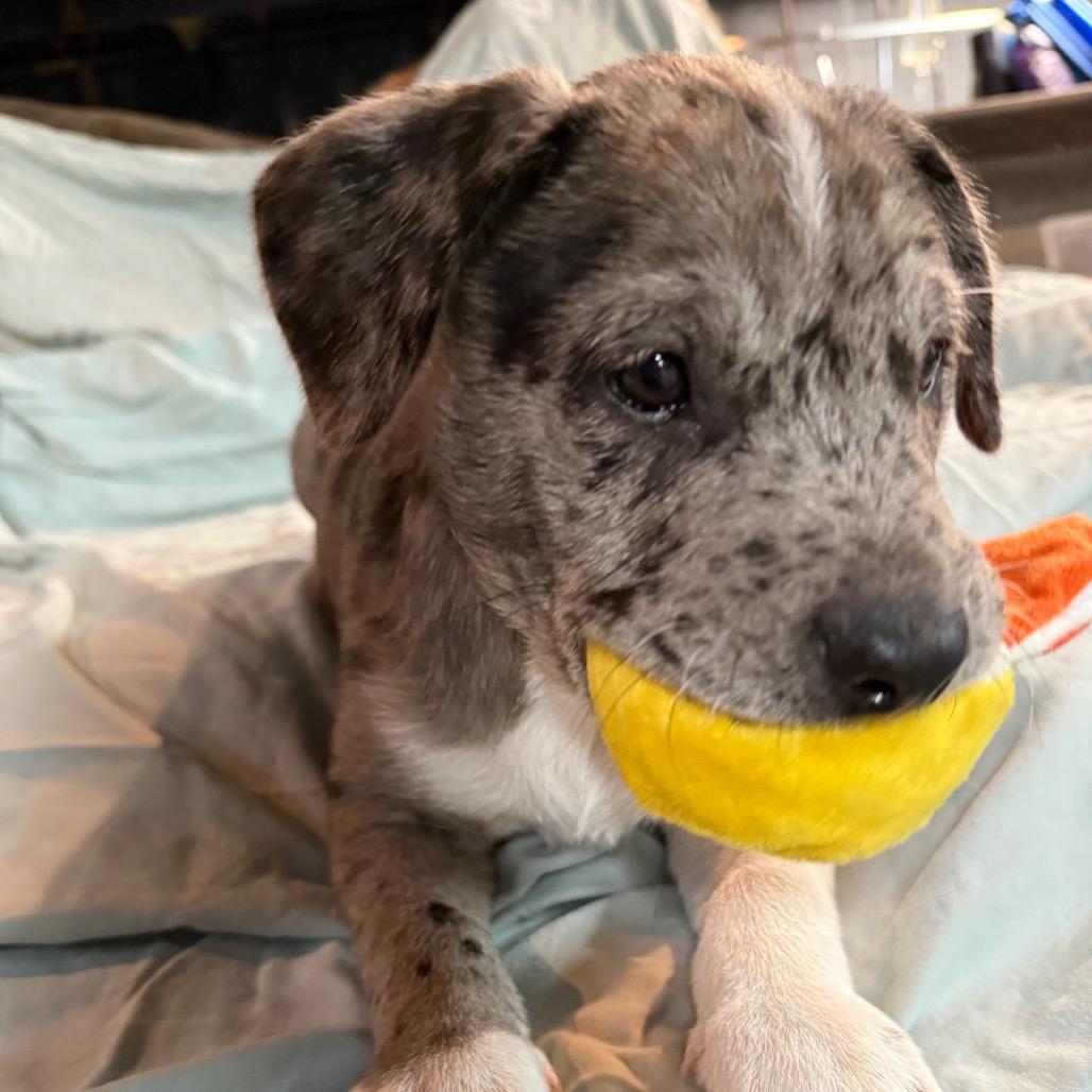 Waylon $475, a Adoptable mixed breed in Milwaukee, WI image 2/6