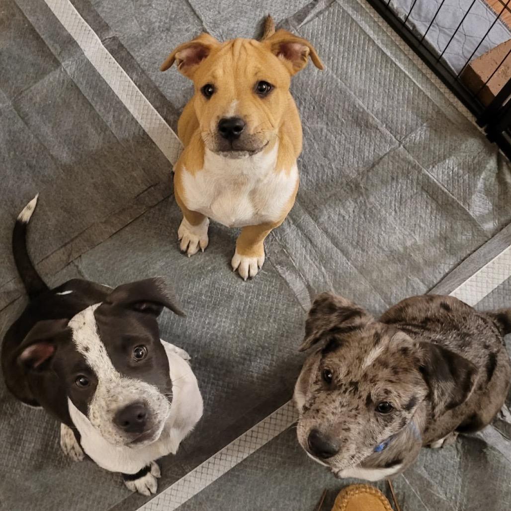 Waylon $475, Adoptable, Puppy Male Pit Bull Terrier & Mixed Breed.