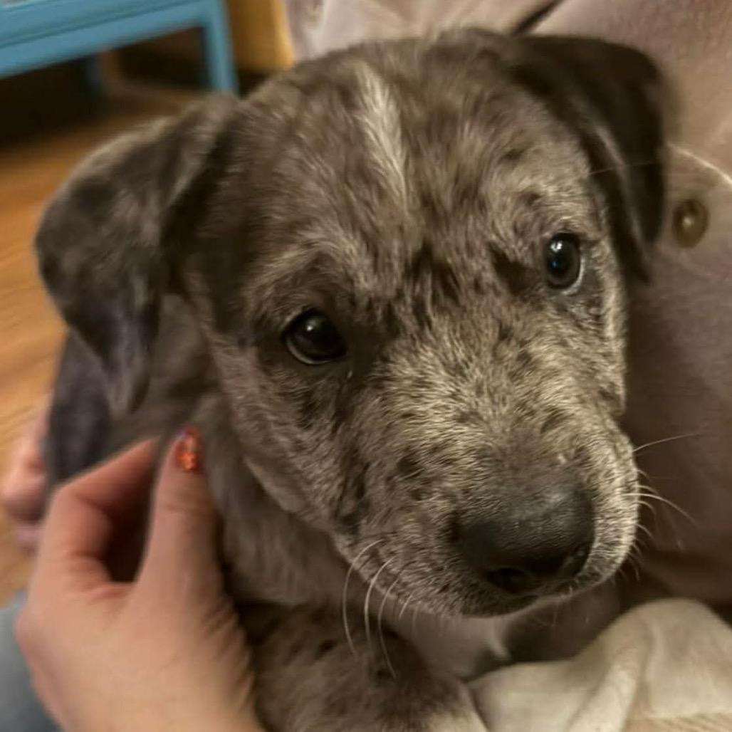 Waylon $475, a Adoptable mixed breed in Milwaukee, WI image 3/6