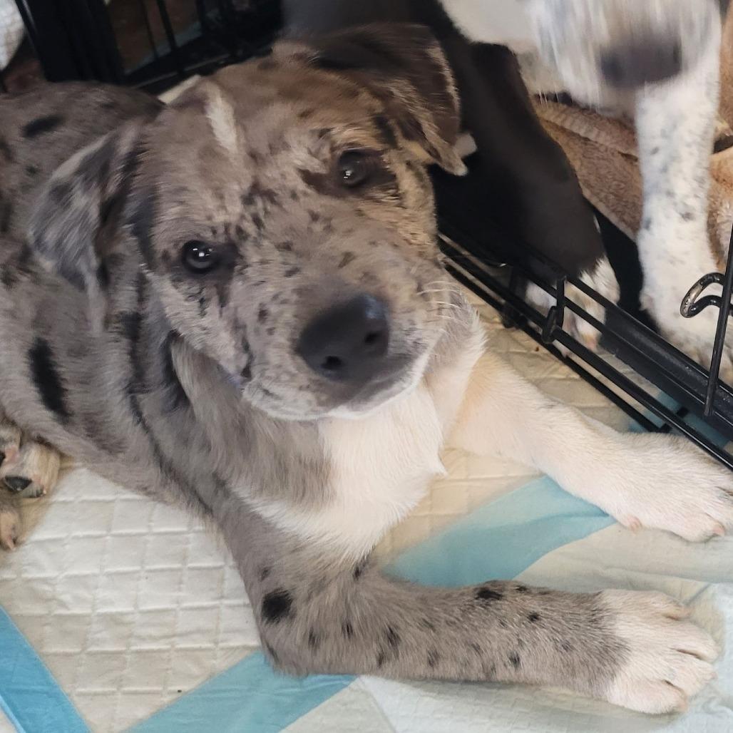 Waylon $475, a Adoptable mixed breed in Milwaukee, WI image 4/6