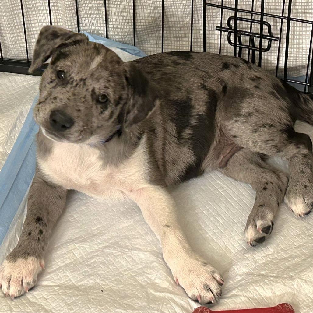 Waylon $475, a Adoptable mixed breed in Milwaukee, WI image 5/6