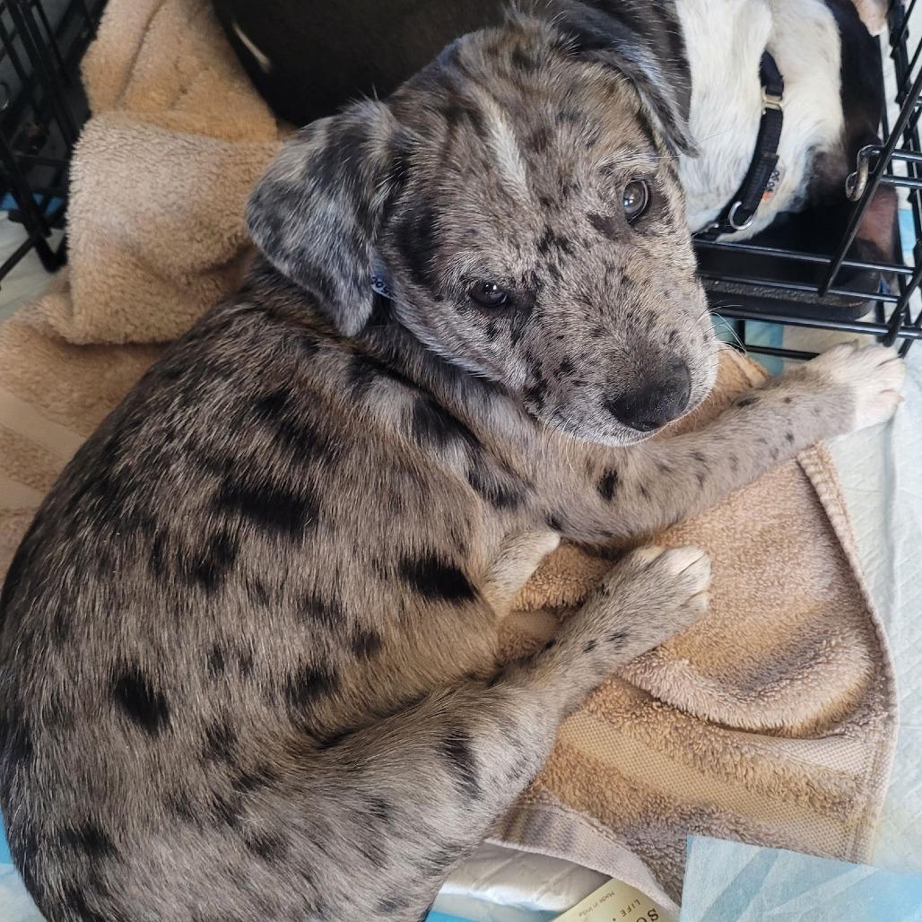 Waylon $475, a Adoptable mixed breed in Milwaukee, WI image 6/6