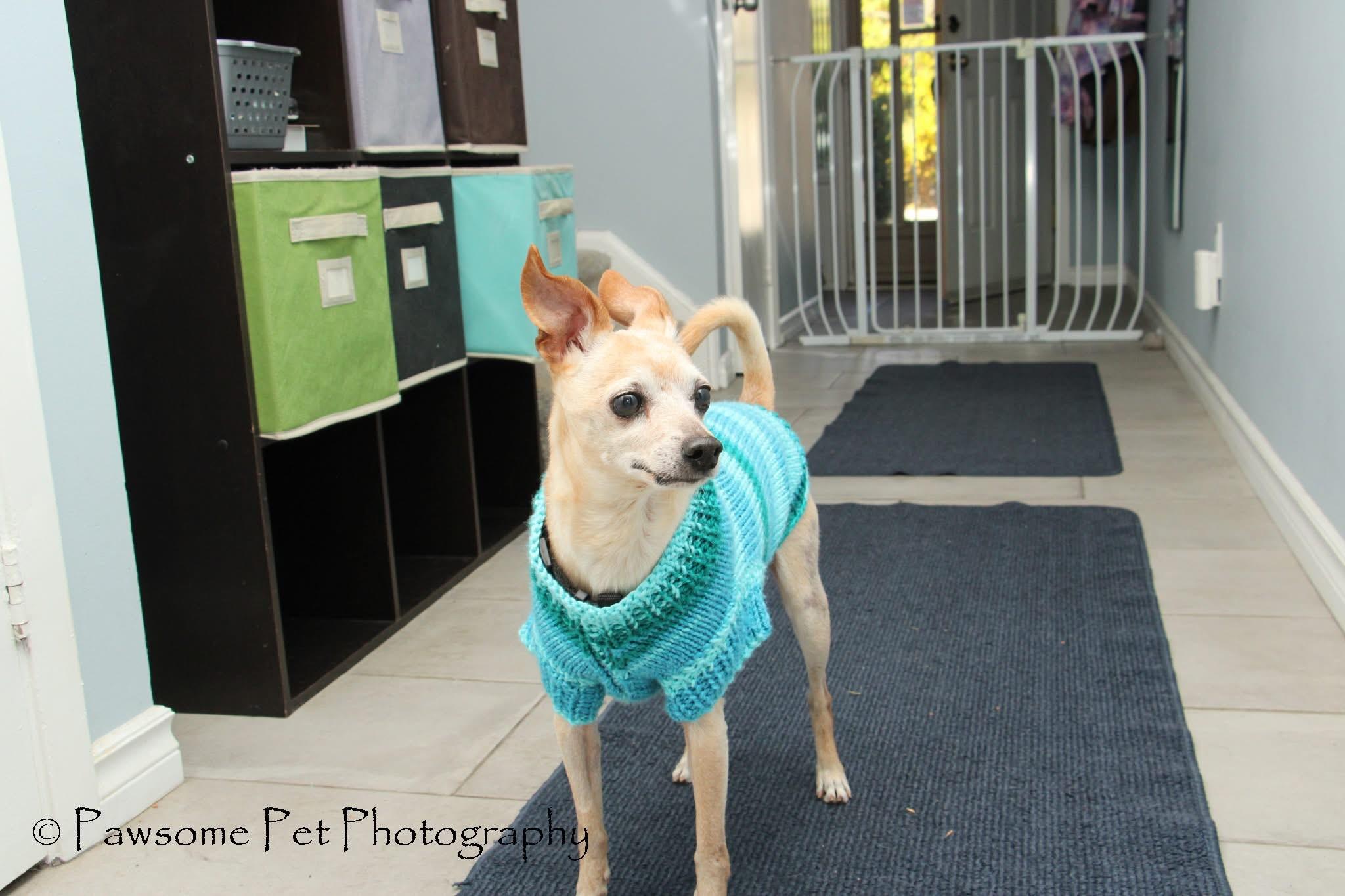 MOCHA ROO, Adoptable, Senior Male Chihuahua.