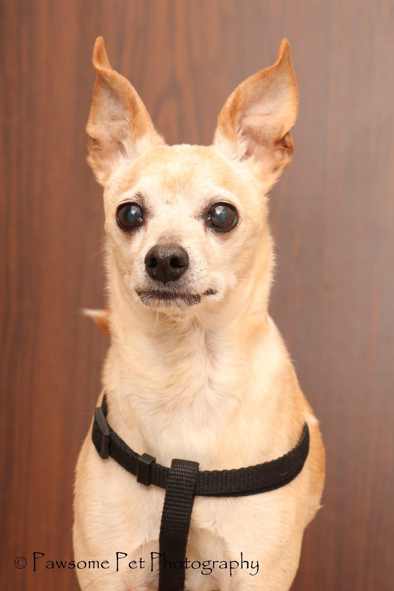 MOCHA ROO, a Adoptable mixed breed in Toronto, ON image 2/3