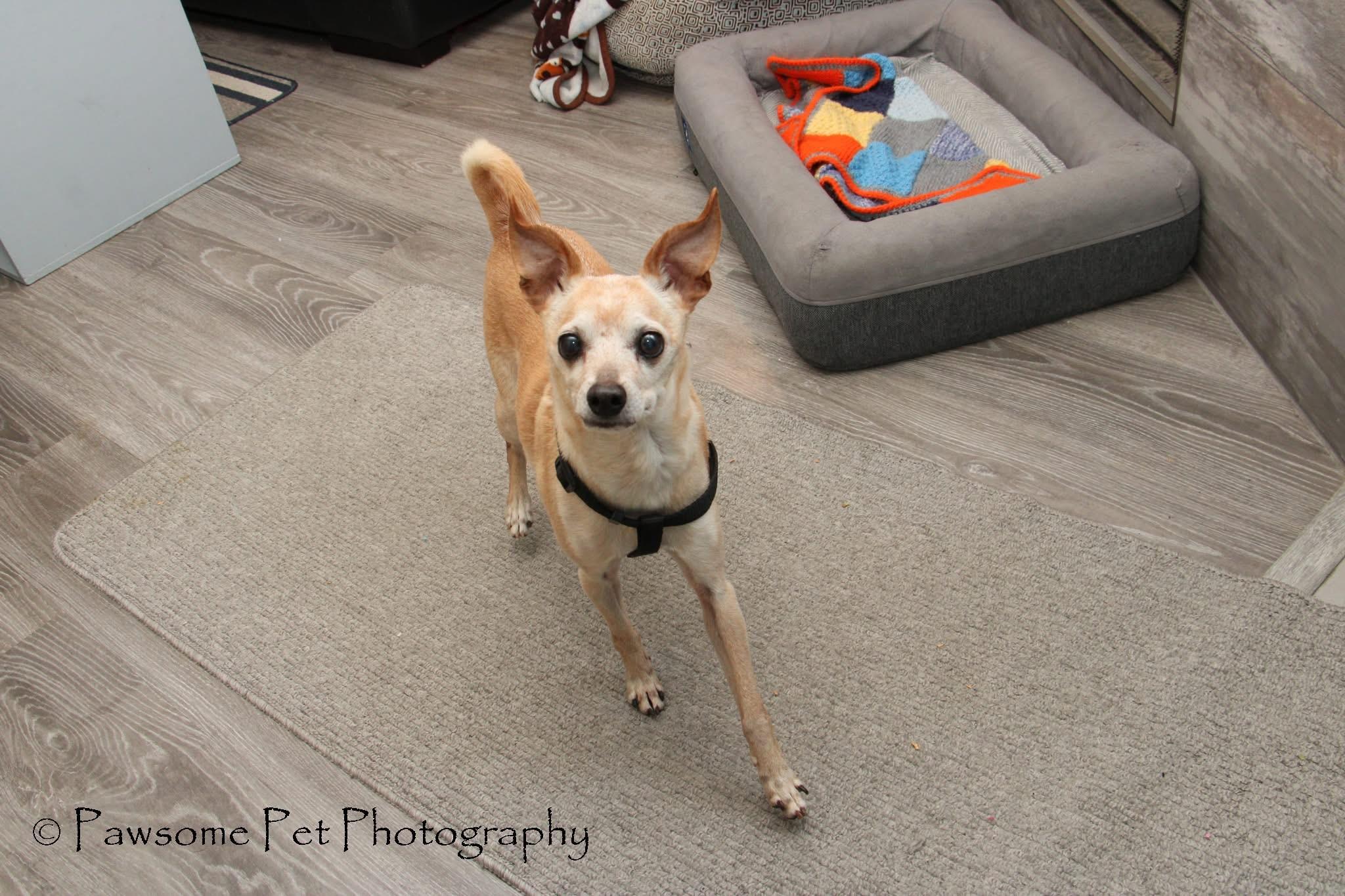 MOCHA ROO, a Adoptable mixed breed in Toronto, ON image 3/3