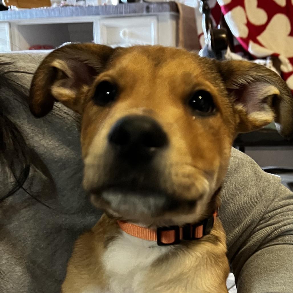 Kodiak, Adoptable, Young Male Black Mouth Cur & Pit Bull Terrier.