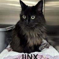Enlarge JINX, an adopted Domestic Long Hair in Henderson, NV image 1/1