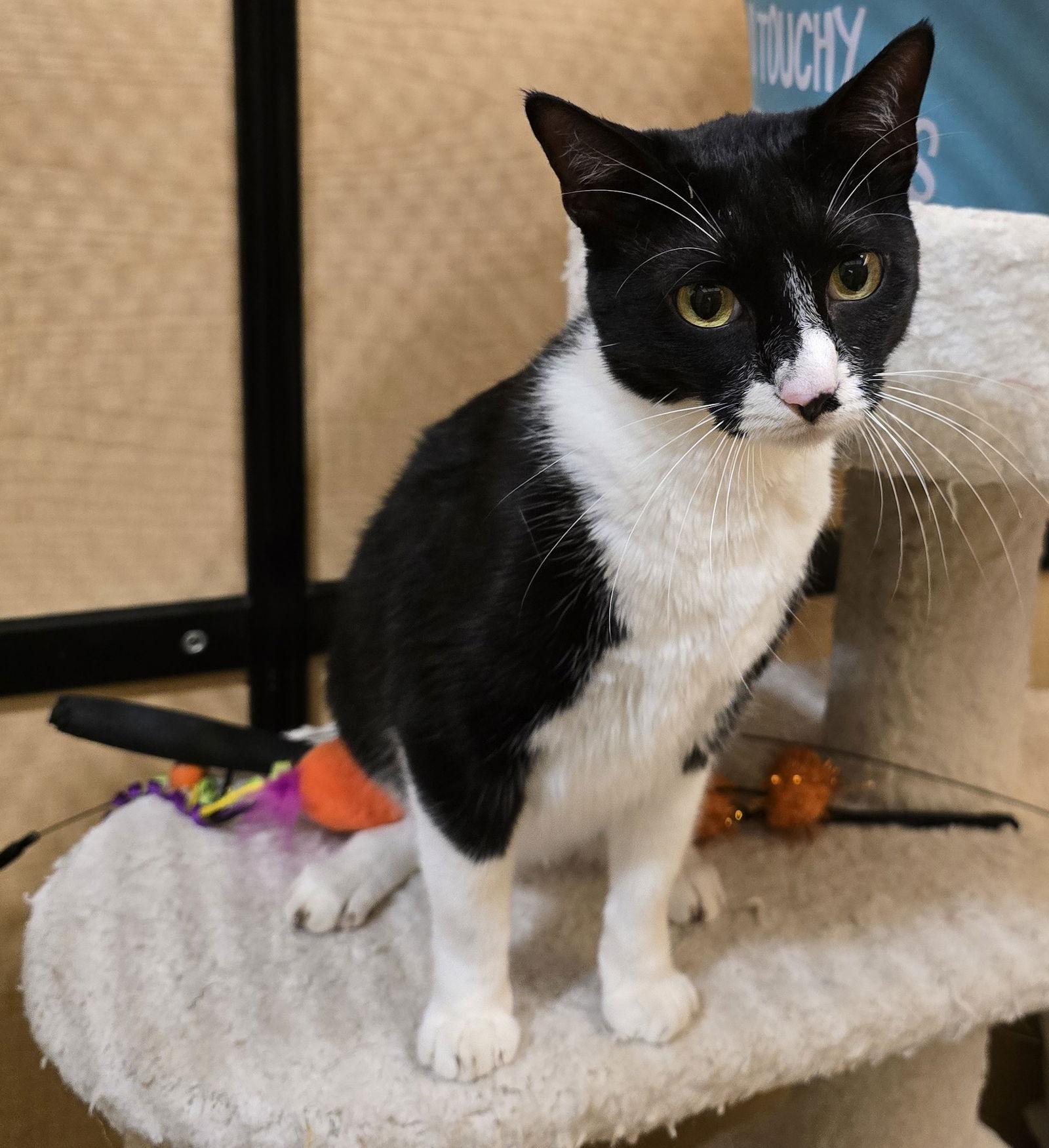 Kitty, Adoptable, Adult Female Domestic Short Hair.