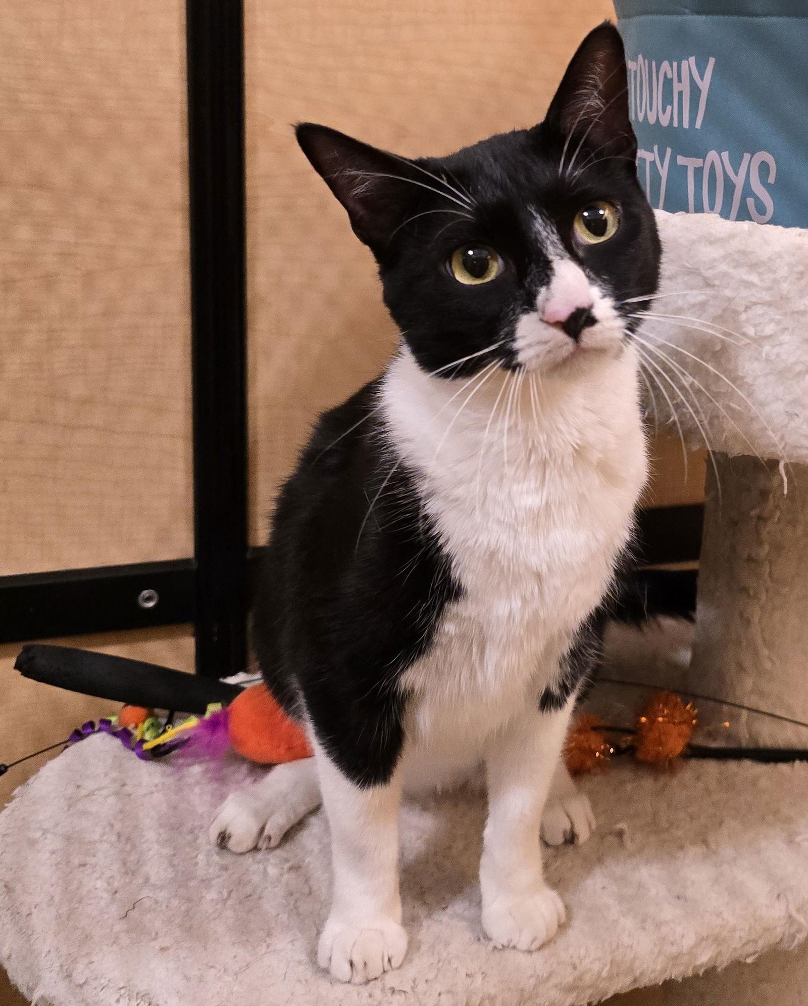 Enlarge Kitty, a Adoptable Domestic Short Hair in Rowlett, TX image 2/2