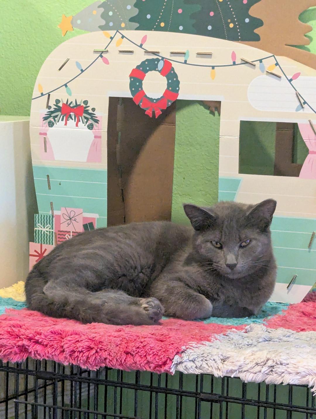 Enlarge LUX - SWEET SHY BLUE BOY AVAILABLE FOR ADOPTION, a Adoptable mixed breed in Plano, TX image 4/5