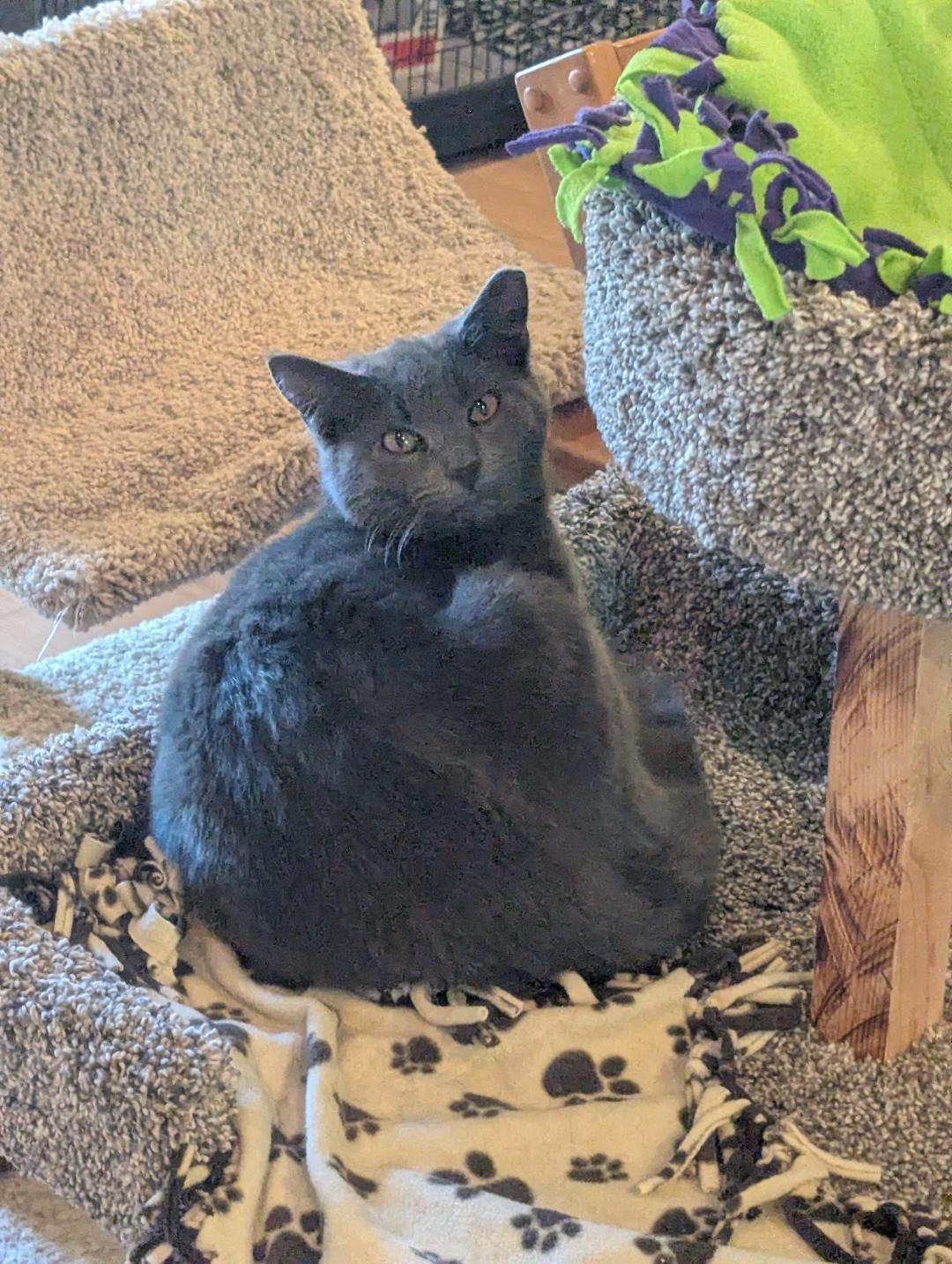 LUX (& LUCY) - SWEET SHY BONDED PAIR AVAILABLE FOR ADOPTION, Adoptable, Young Male Russian Blue & Domestic Short Hair.