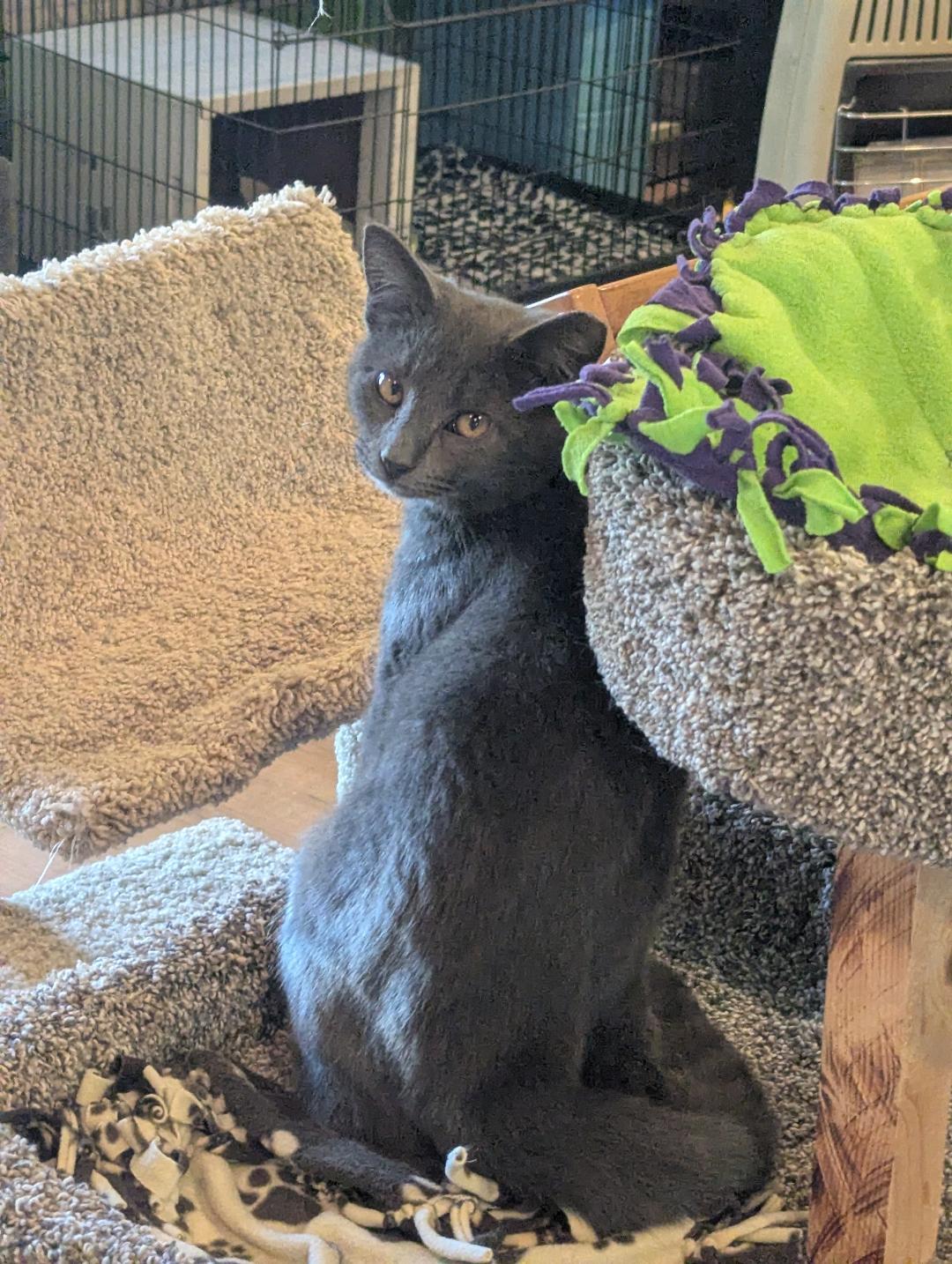 Enlarge LUX - SWEET SHY BLUE BOY AVAILABLE FOR ADOPTION, a Adoptable mixed breed in Plano, TX image 2/5