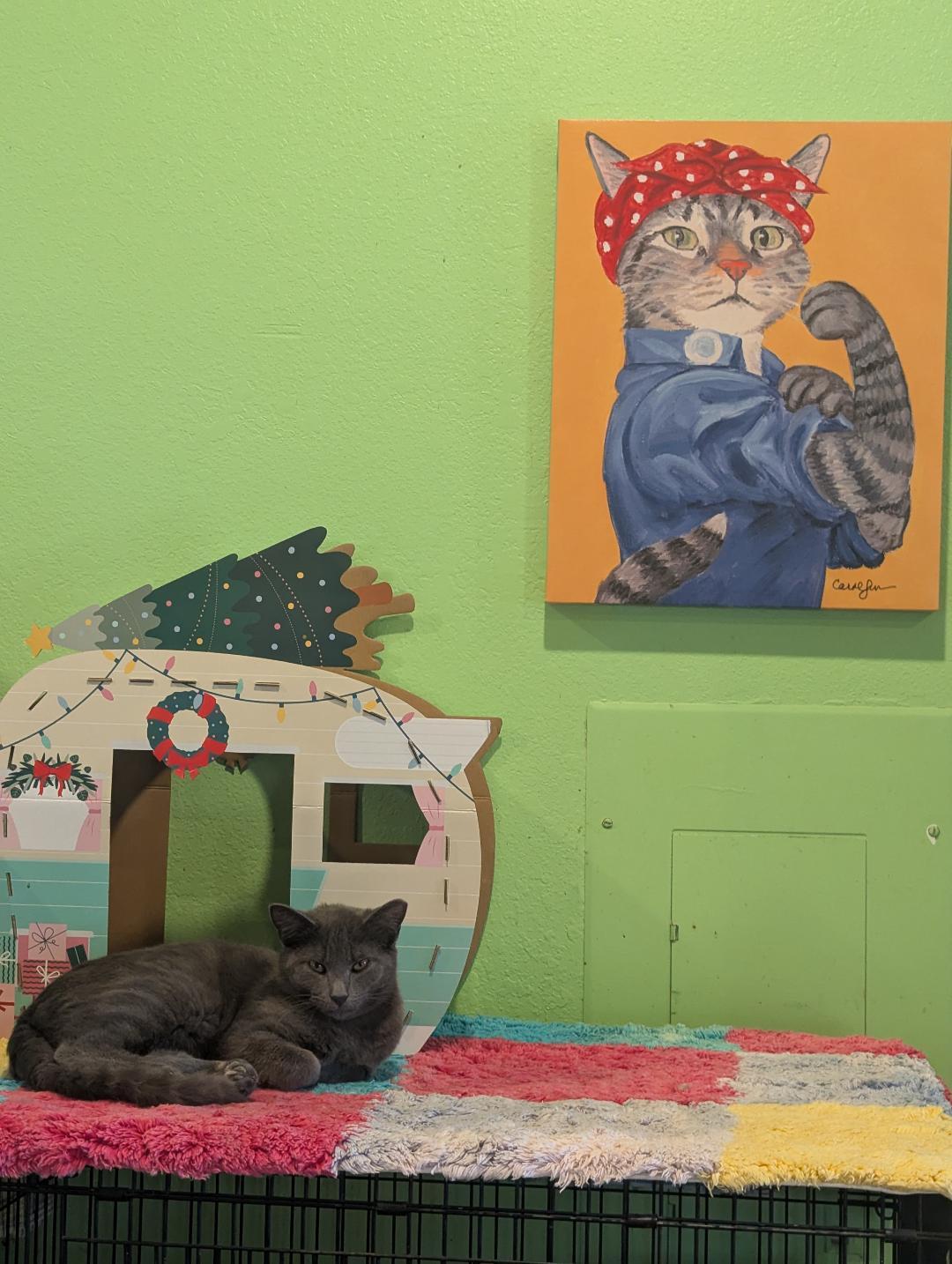 Enlarge LUX - SWEET SHY BLUE BOY AVAILABLE FOR ADOPTION, a Adoptable mixed breed in Plano, TX image 3/5