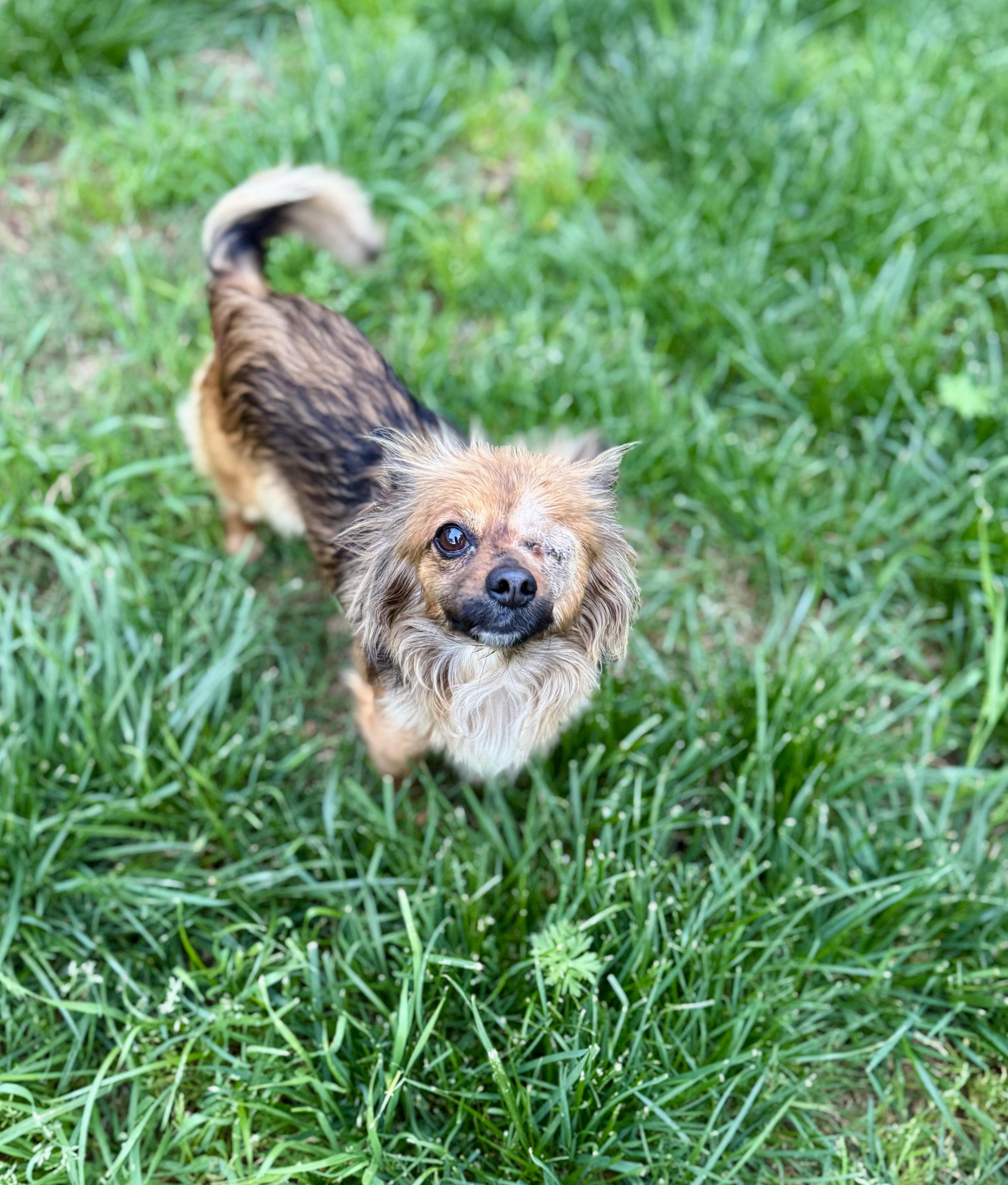 Enlarge Maple, an adopted mixed breed in Columbia, CA image 4/6