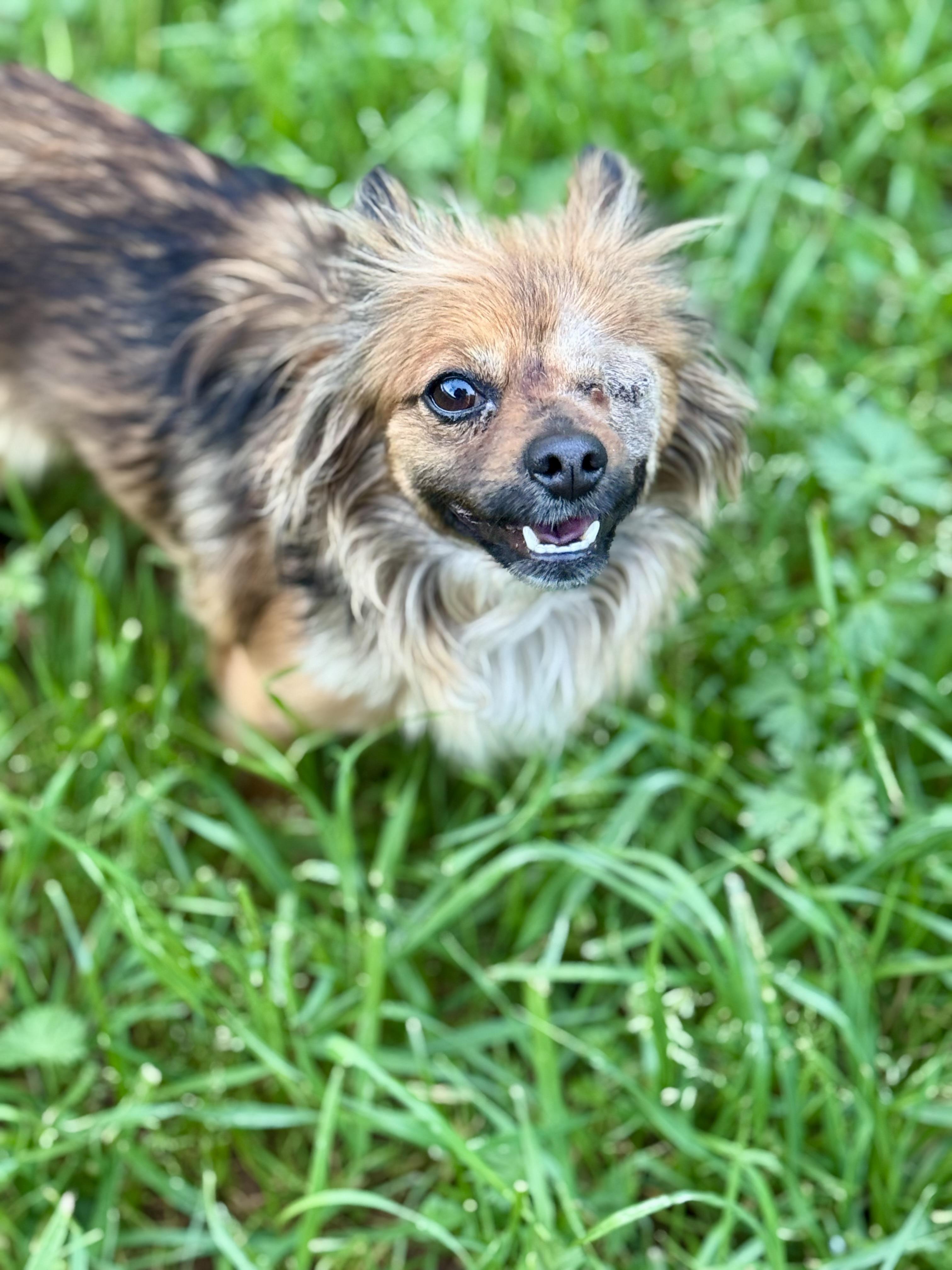 Enlarge Maple, an adopted mixed breed in Columbia, CA image 5/6