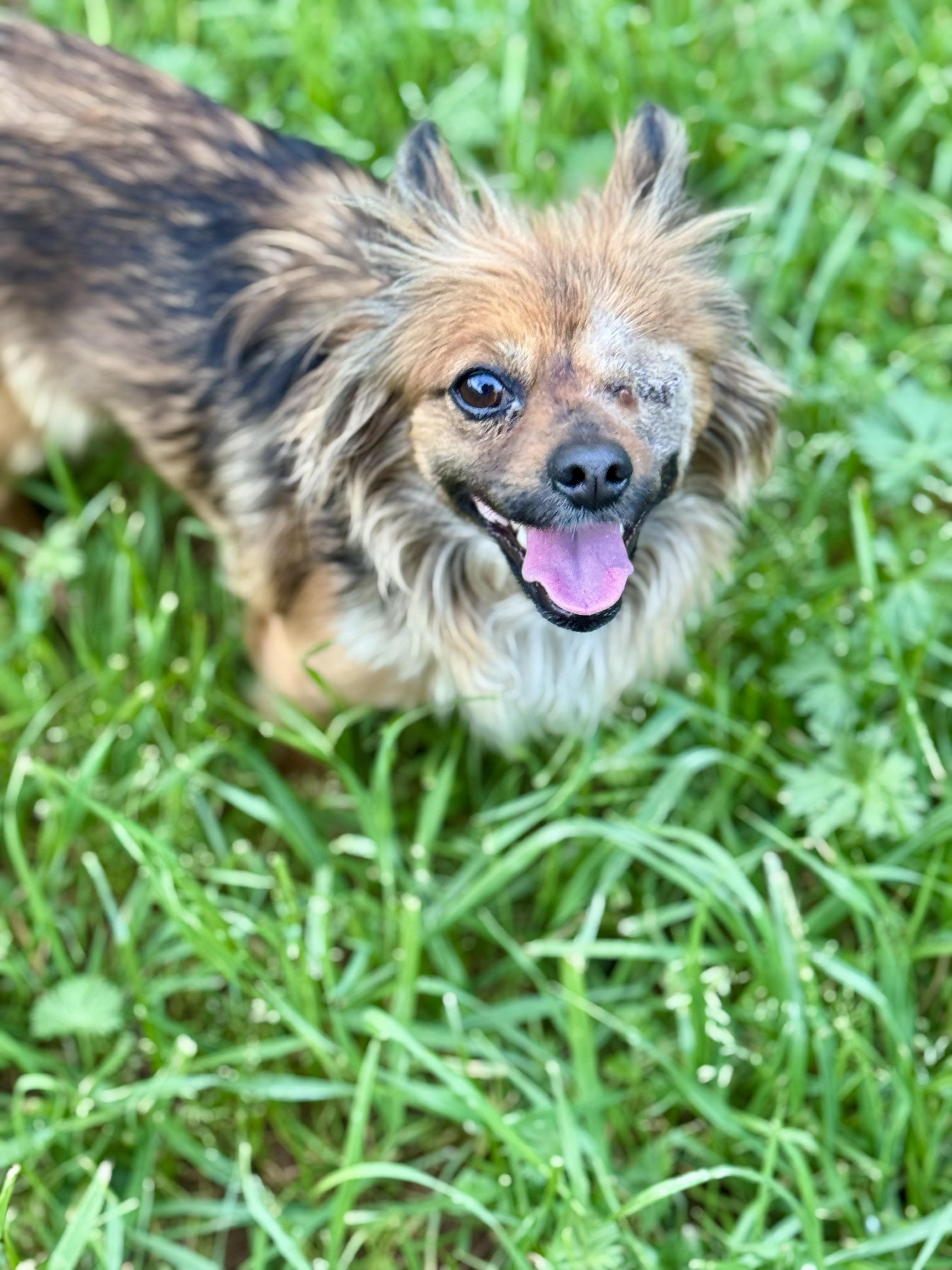 Enlarge Maple, an adopted mixed breed in Columbia, CA image 3/6