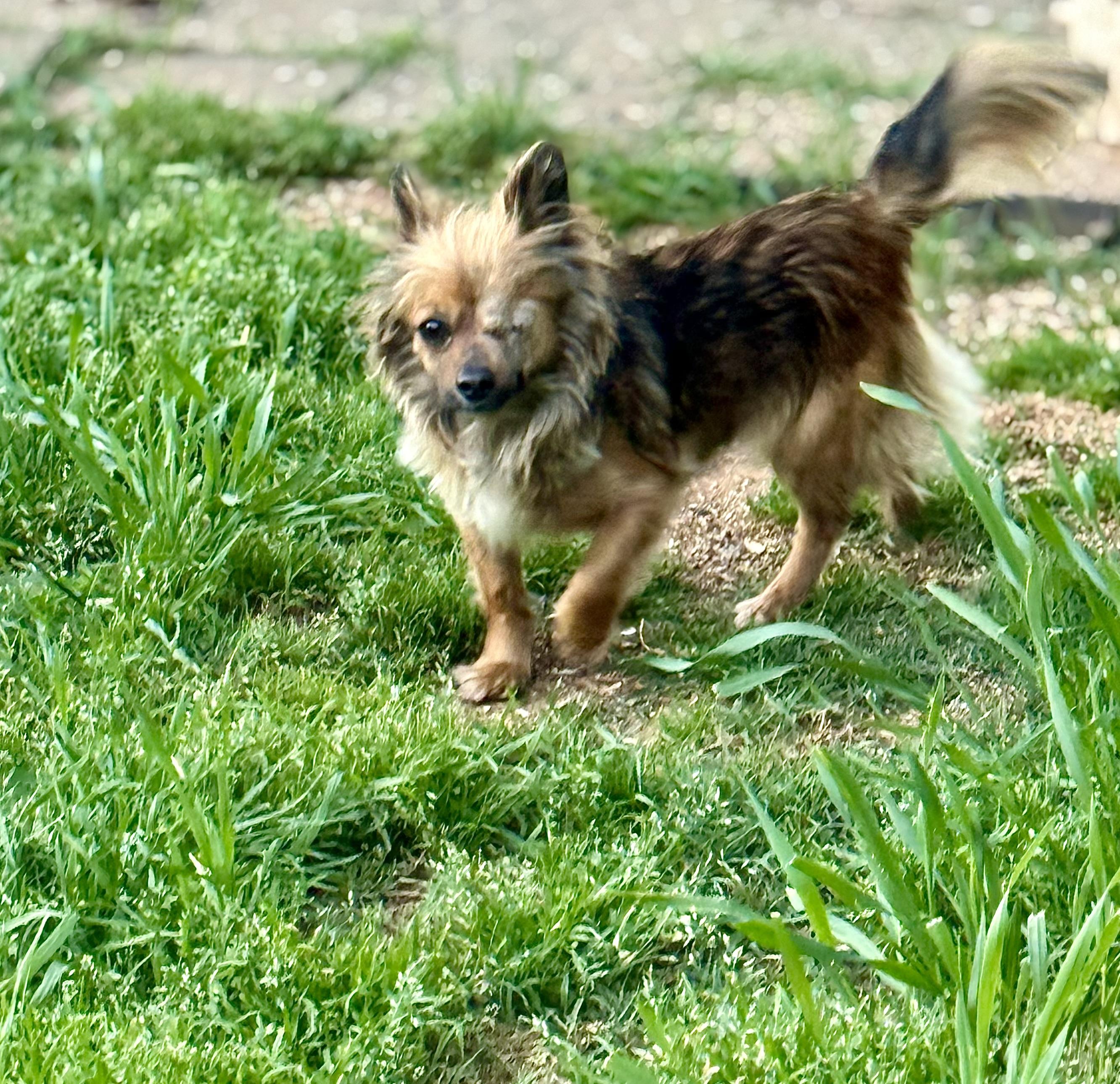 Maple, adopted, Young Female Yorkshire Terrier & Pomeranian.